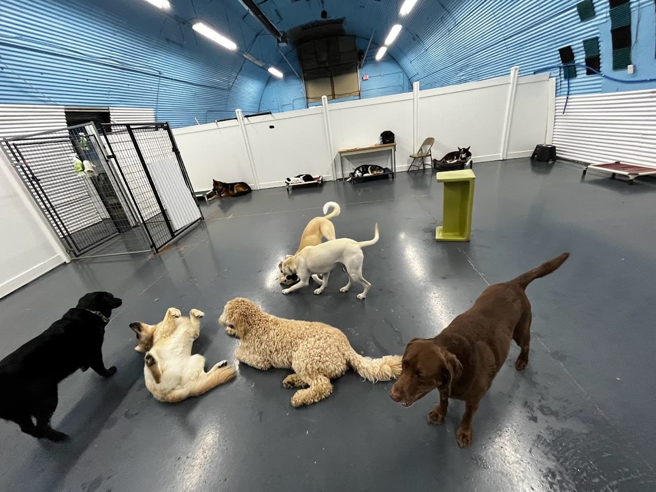 Fun City Dogs - Pet groomer in Minneapolis, MN