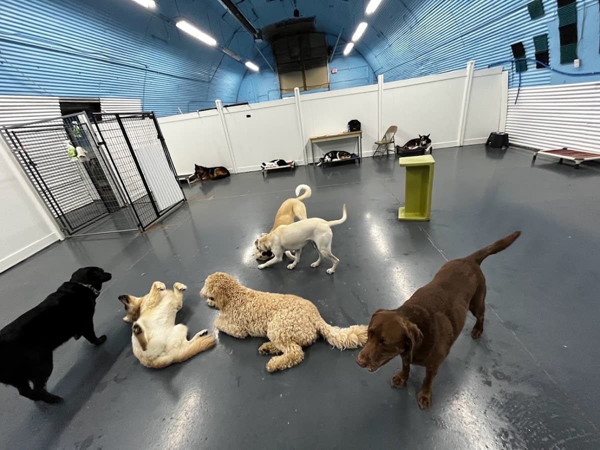 Fun City Dogs - Pet groomer in Minneapolis, MN