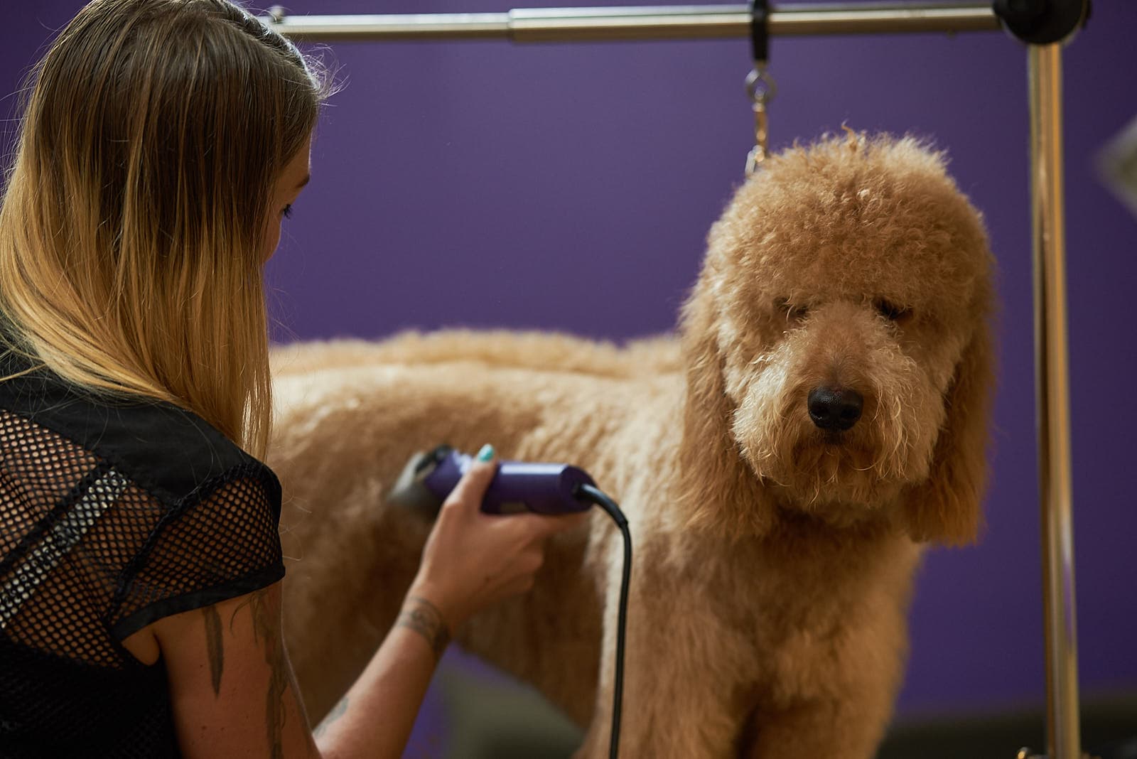 City Bark Lodo - Pet groomer in Denver, CO