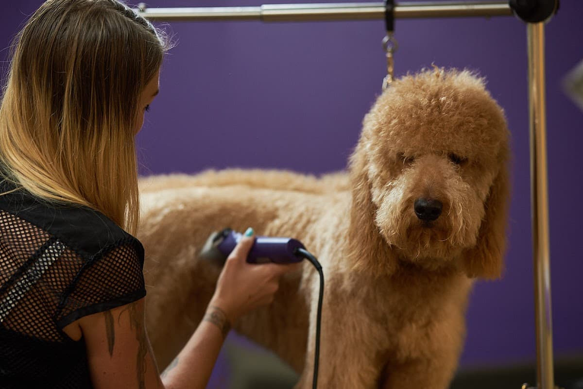 City Bark Lodo - Pet groomer in Denver, CO