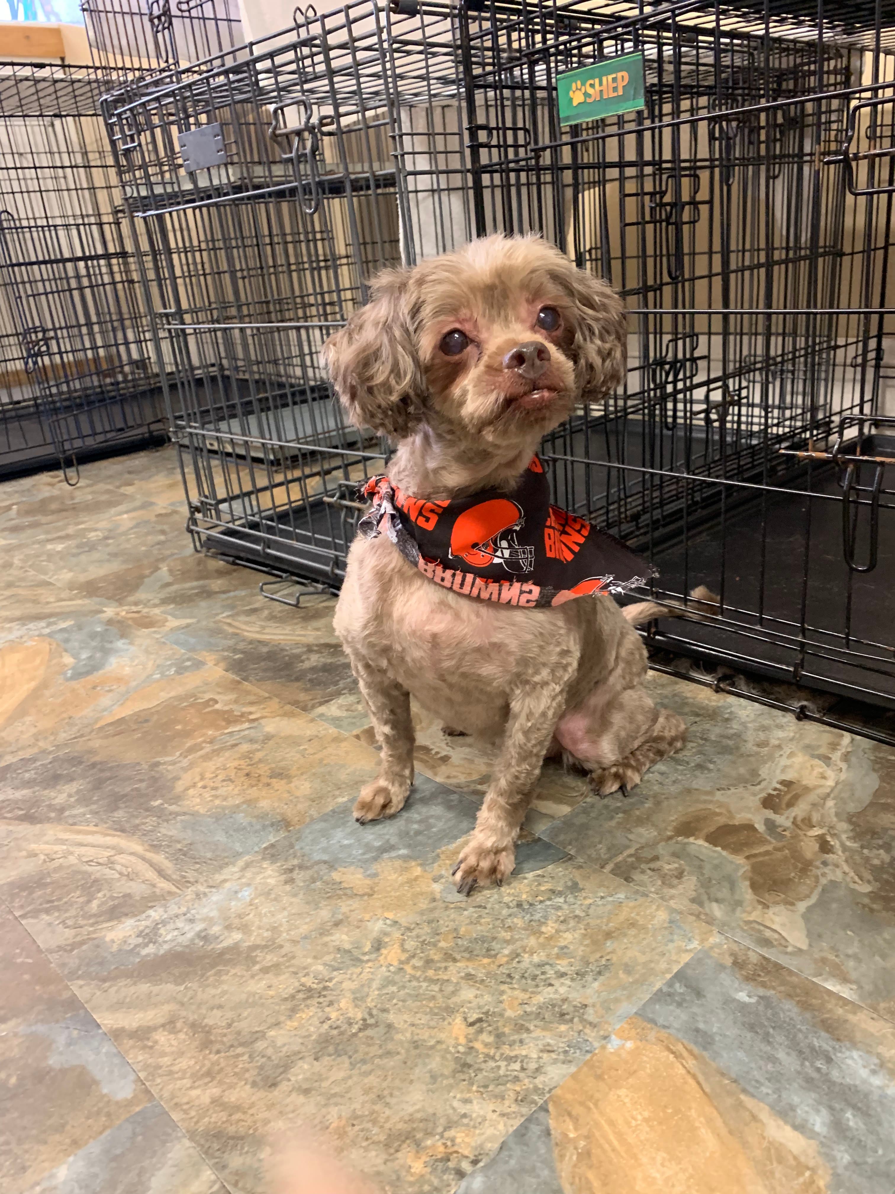 Waggs-N-Whiskers - Pet groomer in Lakewood, OH