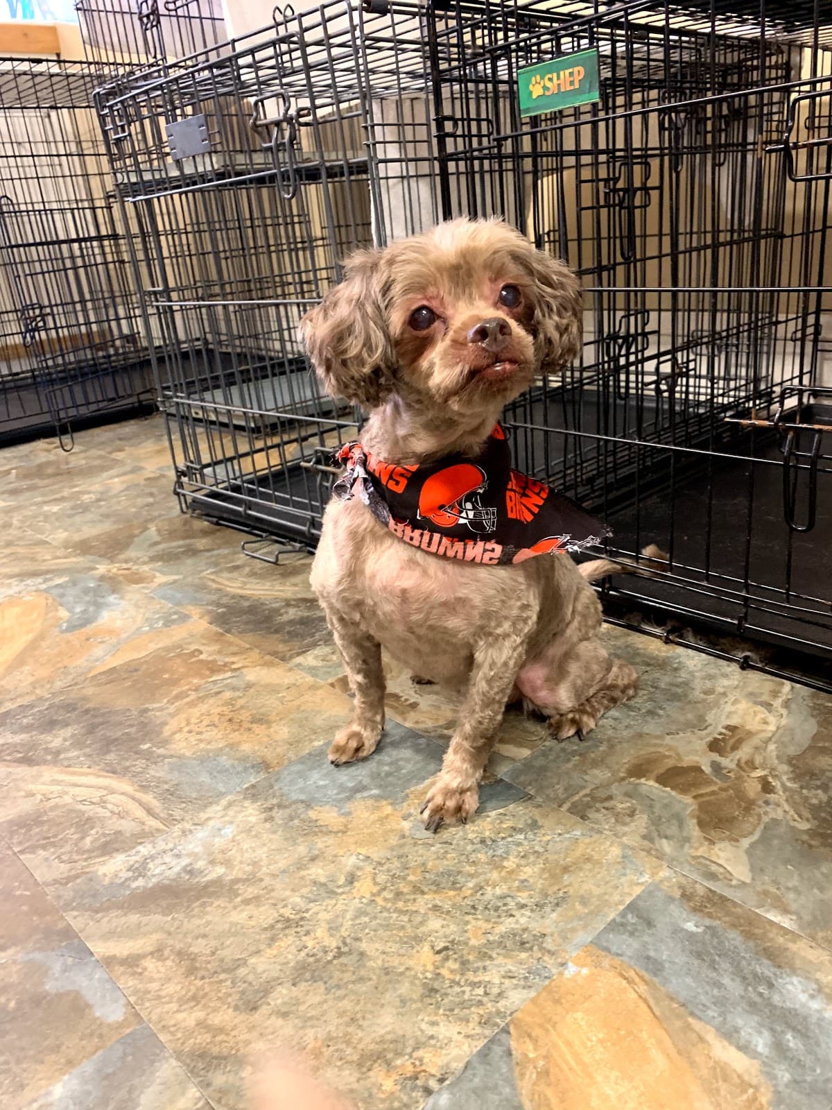 Waggs-N-Whiskers - Pet groomer in Lakewood, OH