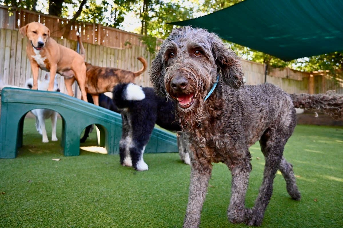 Wag Atlanta - Pet groomer in College Park, GA