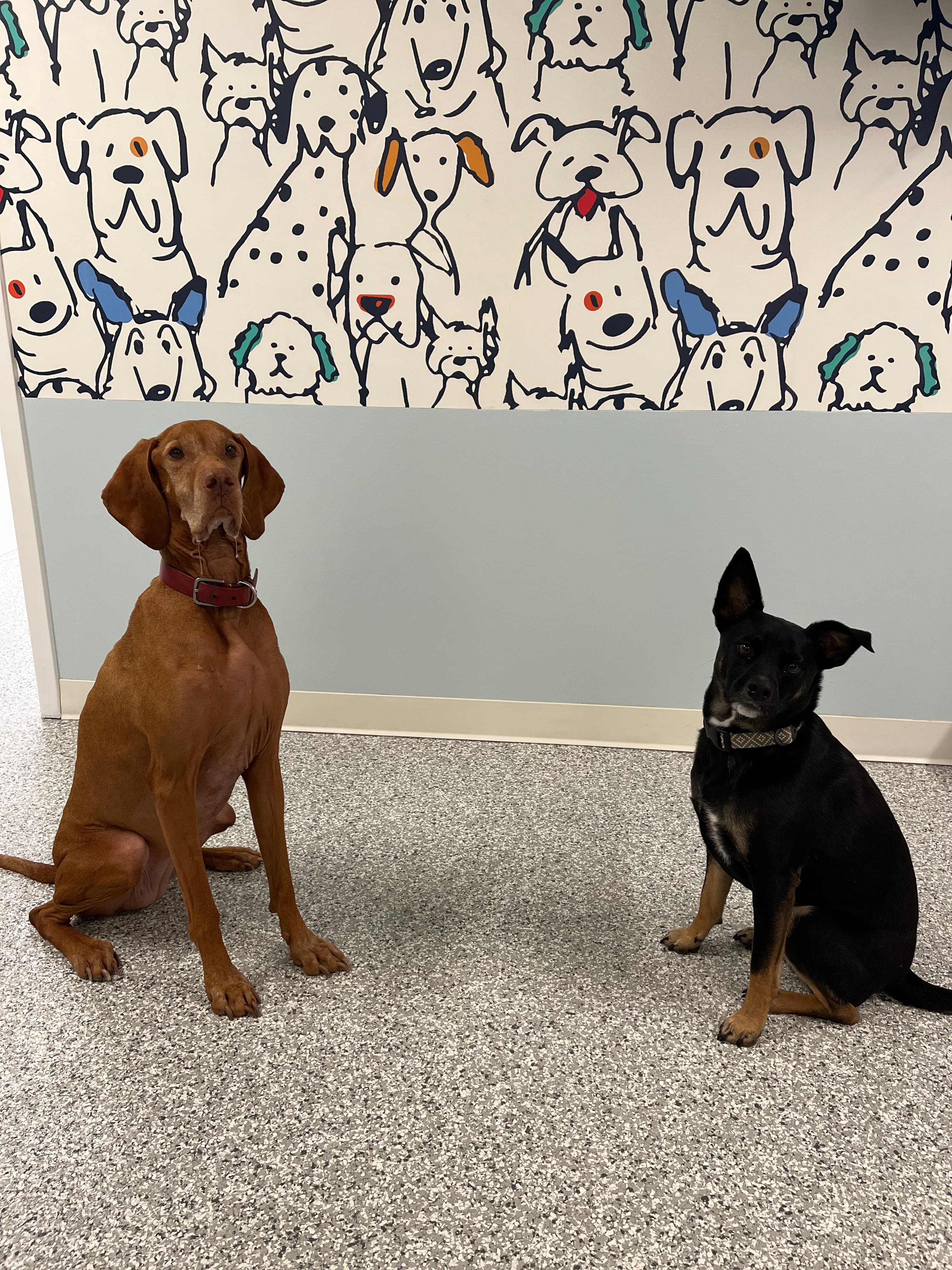 Pawsability Dog Club - Pet groomer in Brooklyn, NY
