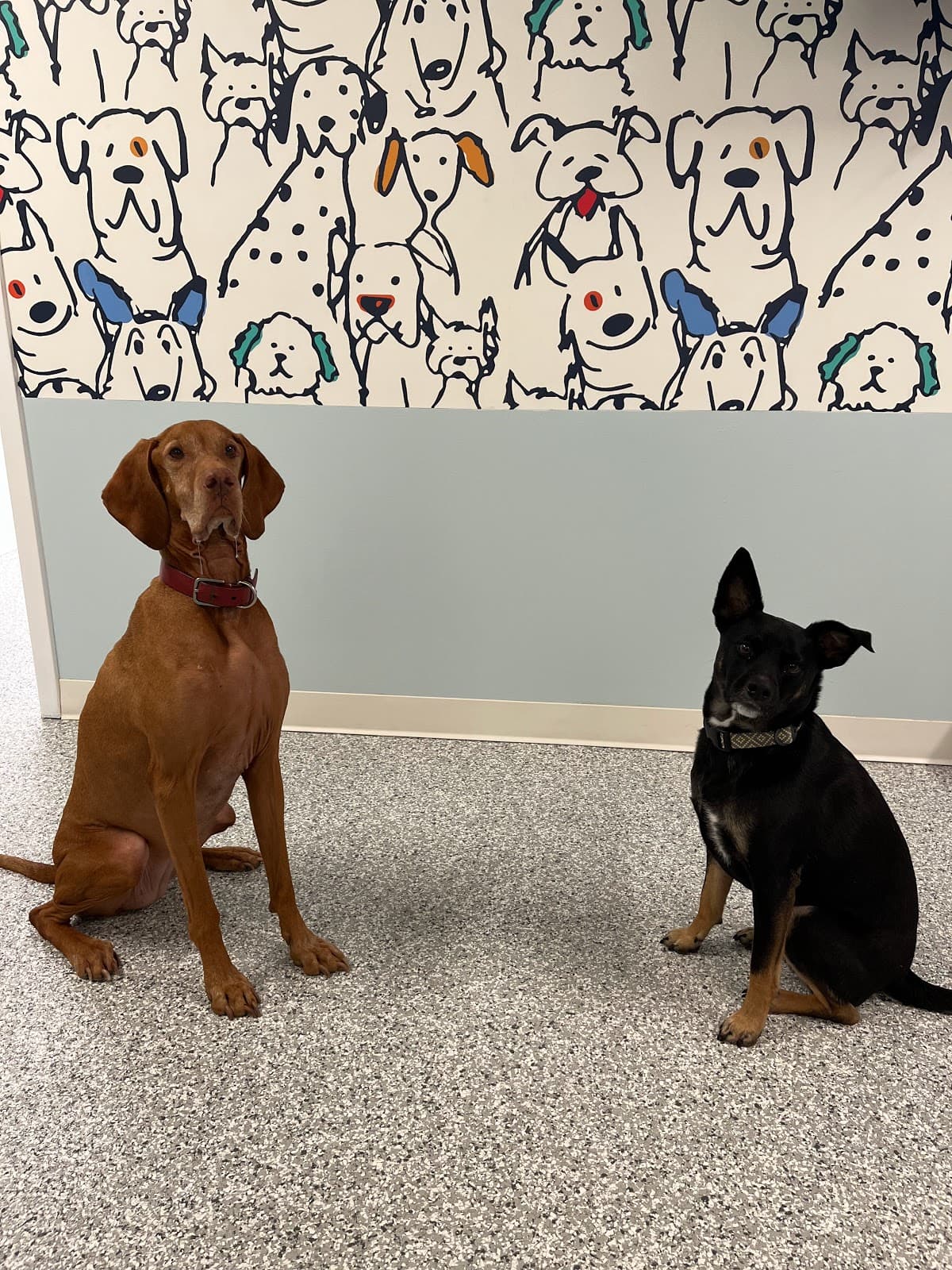 Pawsability Dog Club - Pet groomer in Brooklyn, NY