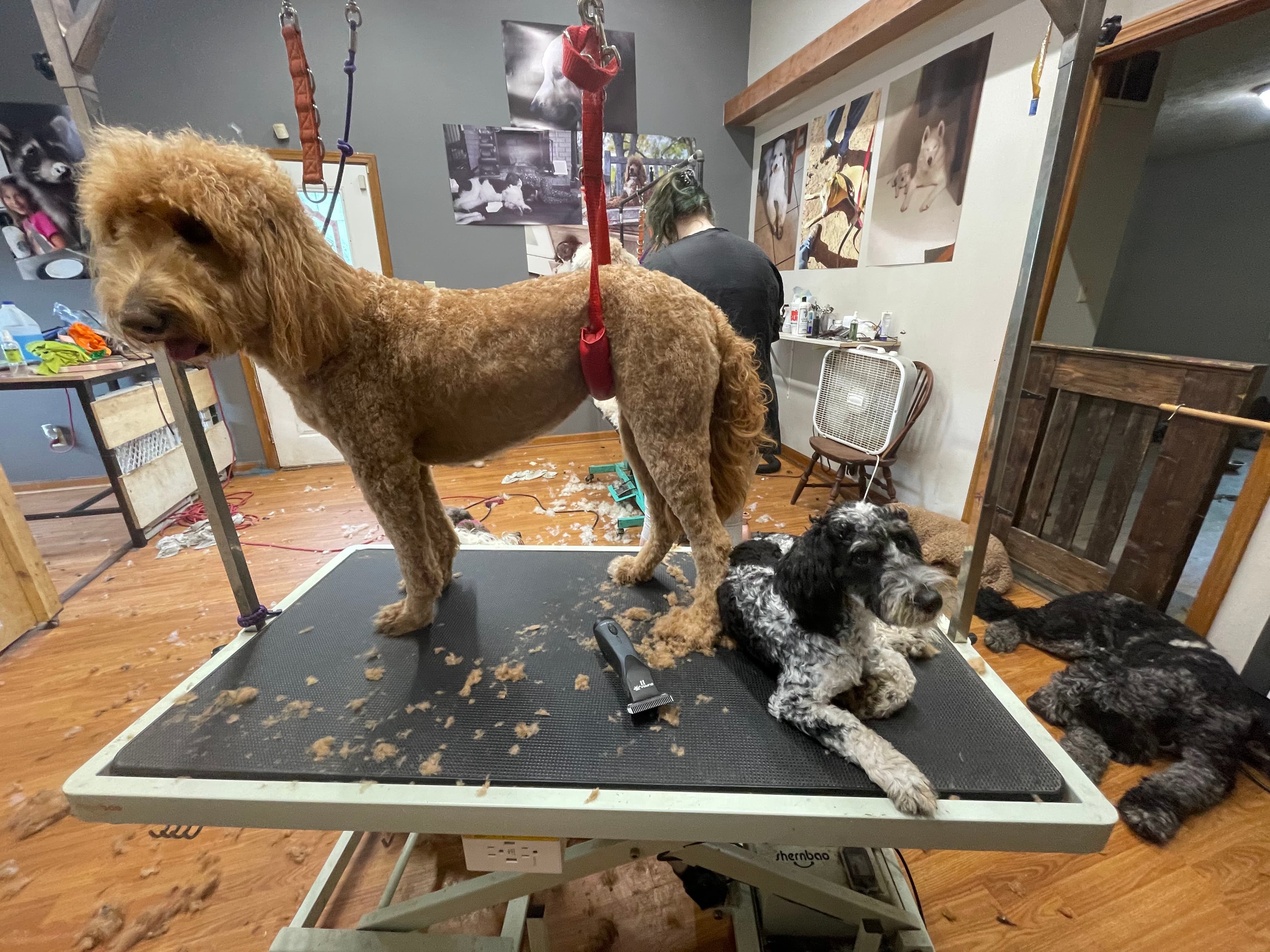 Groovy Dood Spaw - Pet groomer in Indianapolis, IN