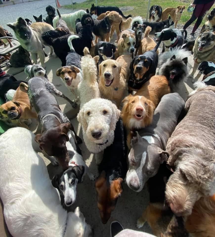 Playful Pets - Pet groomer in Columbus, OH