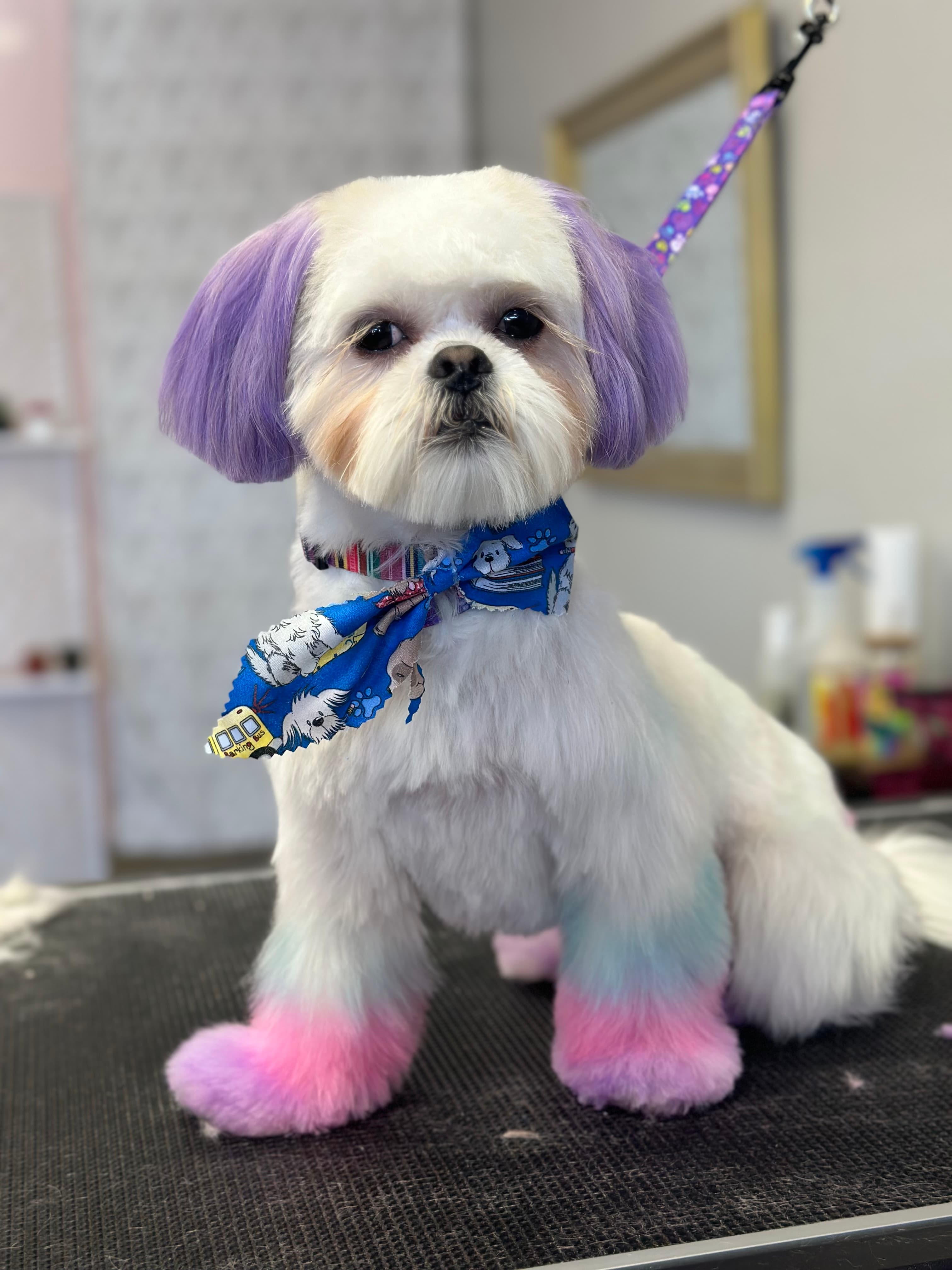 Bark Boutique - Pet groomer in Sacramento, CA