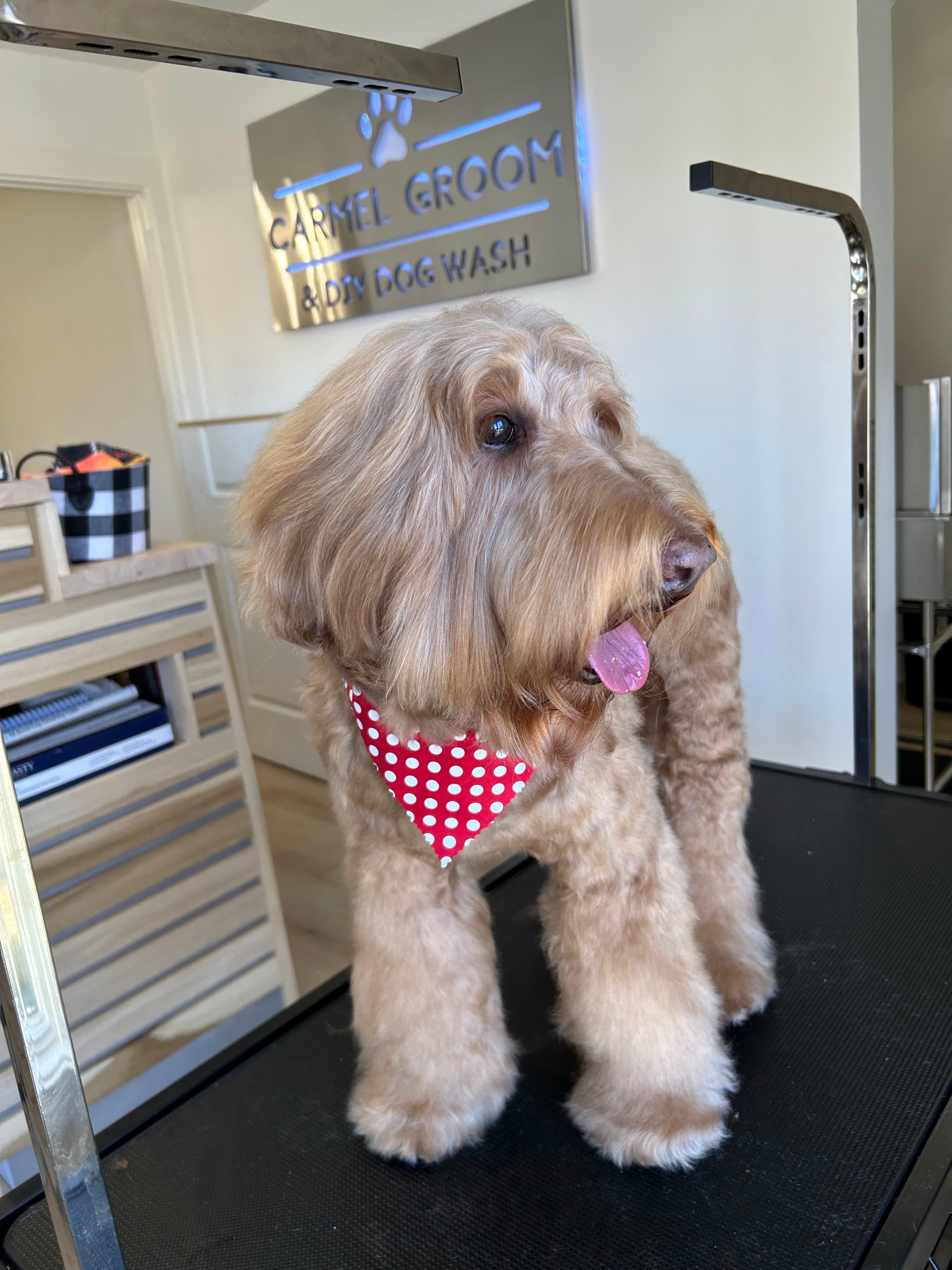 Carmel Groom & DIY Dog Wash - Pet groomer in Carmel, IN