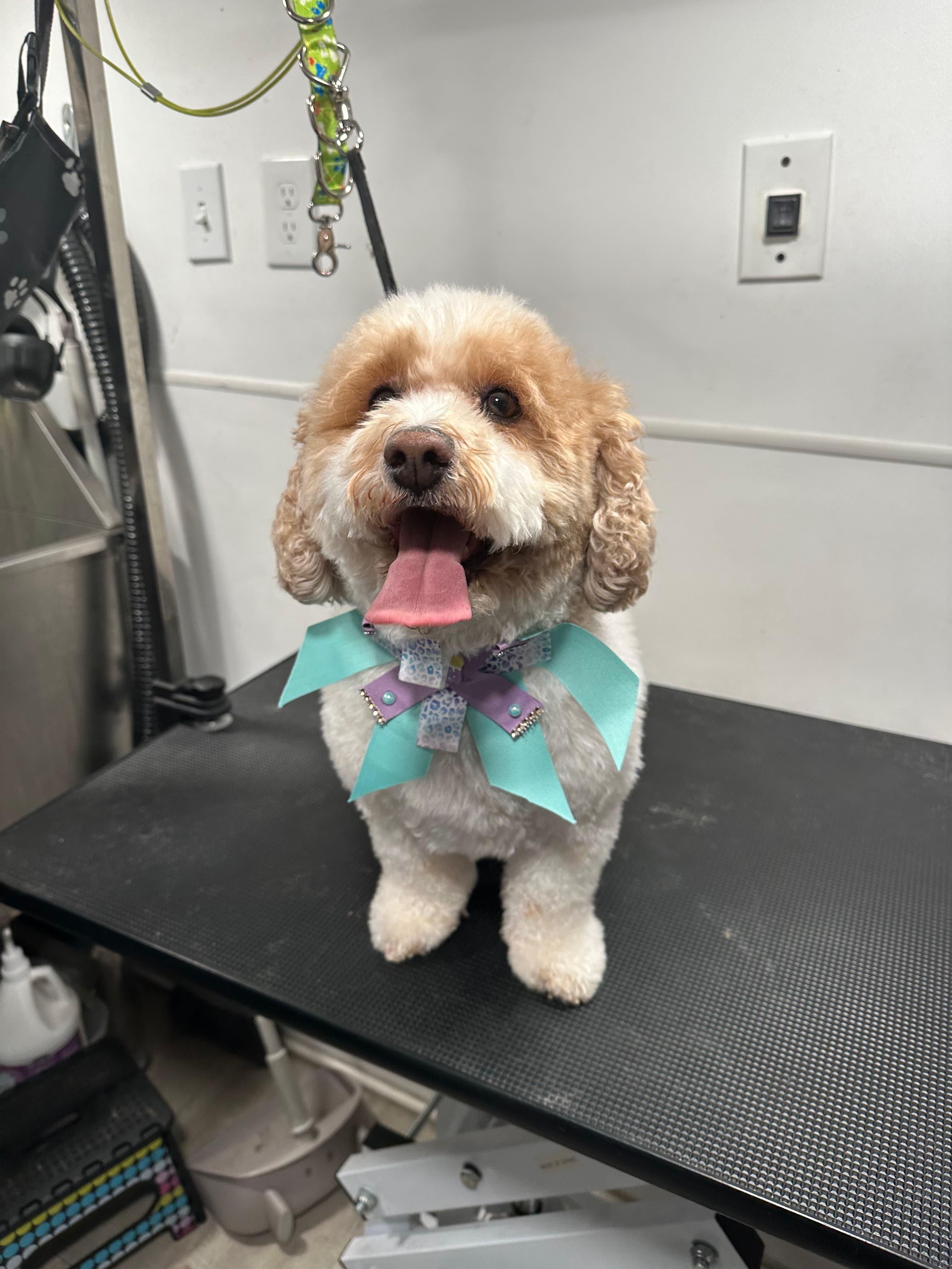 Paw Mobile Grooming and Store - Pet groomer in Detroit, MI