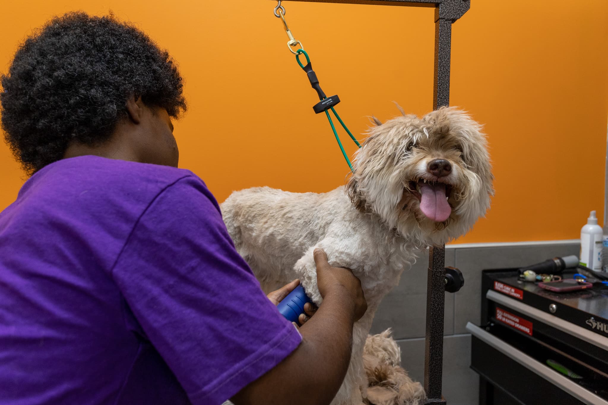 petbar Boutique - Oak Forest - Pet groomer in Houston, TX