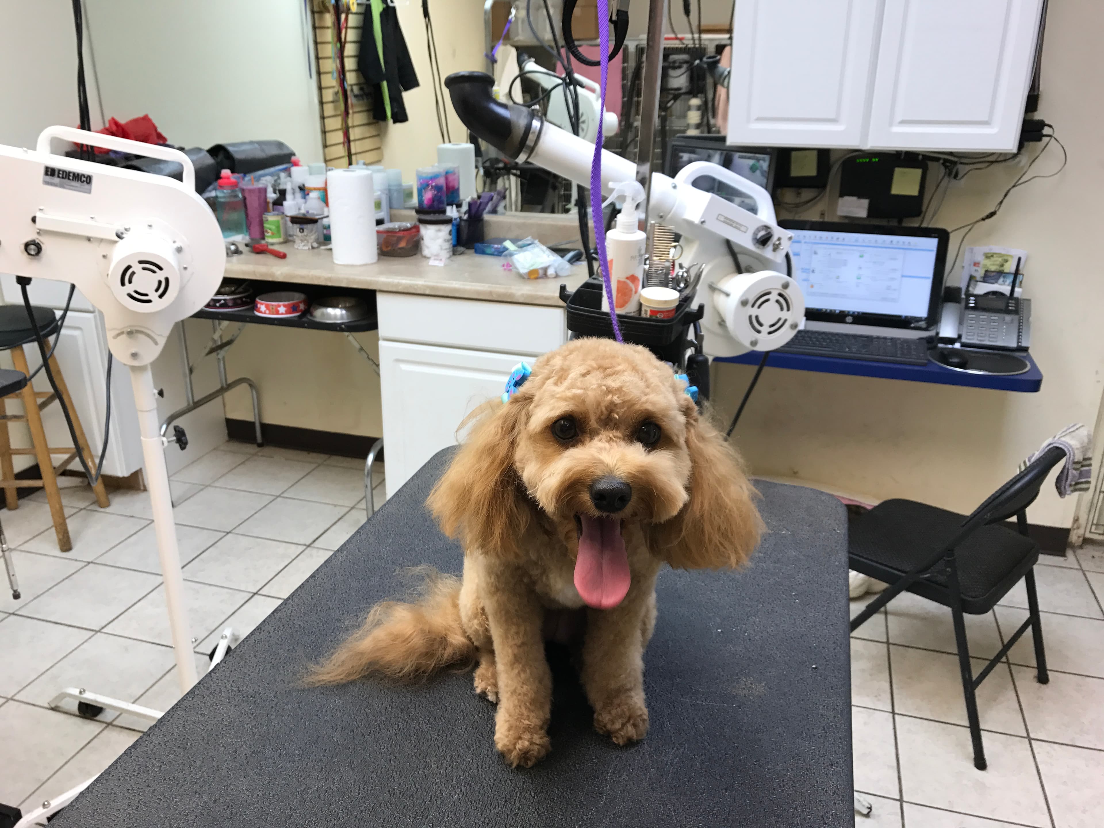 Wilton Waggerz - Pet groomer in Oakland Park, FL