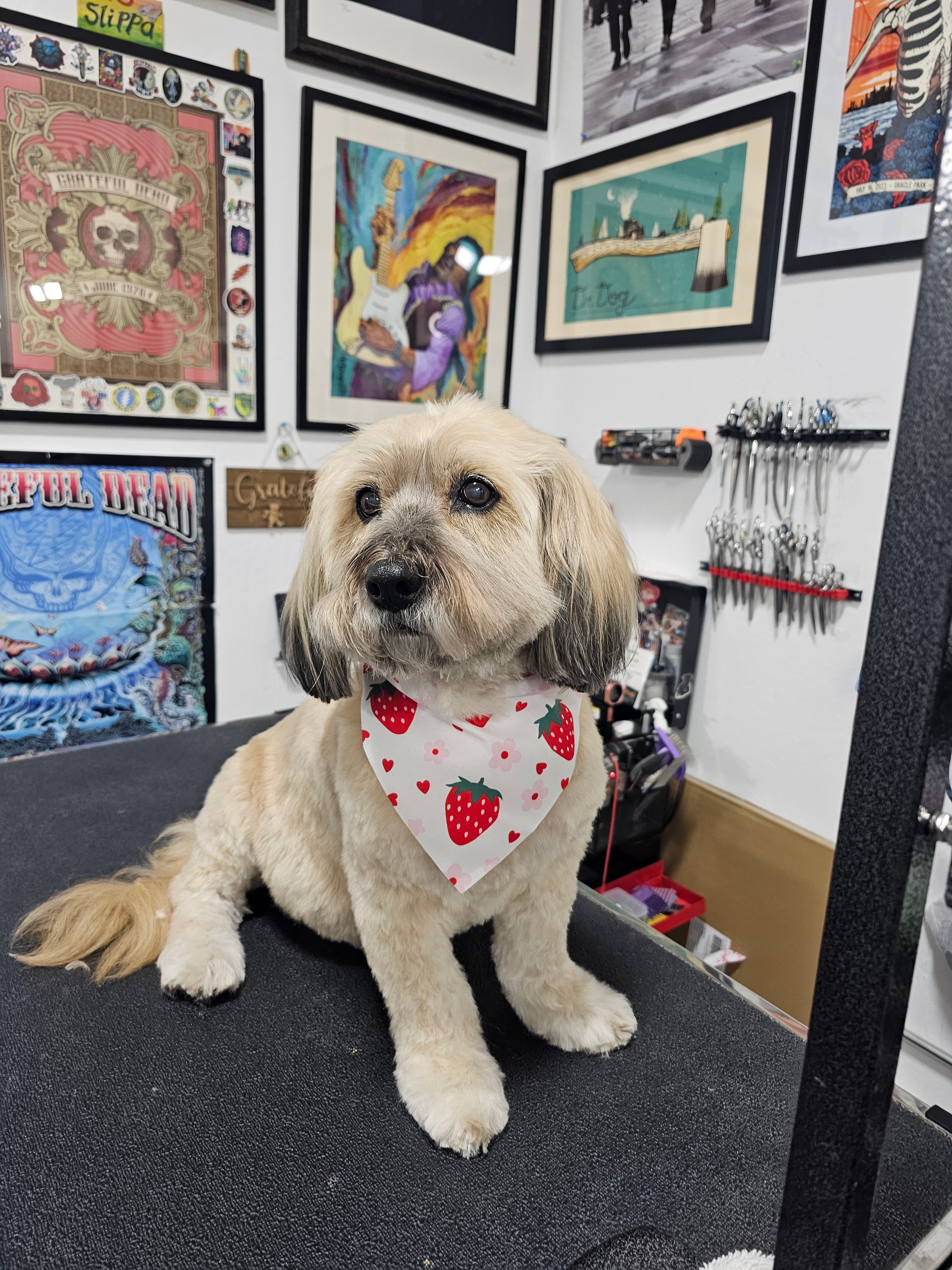 The Dog Pawlor - Pet groomer in San Jose, CA