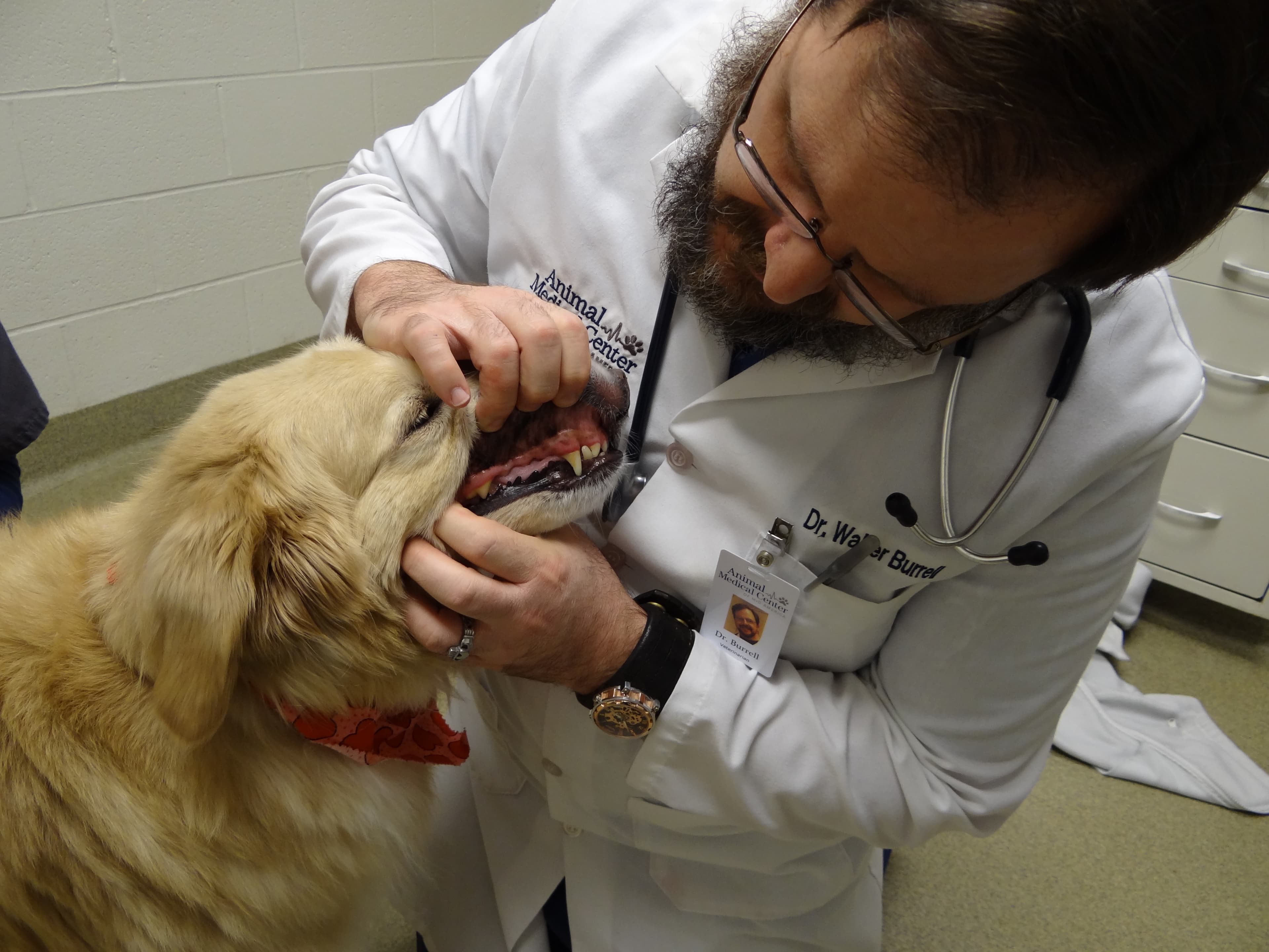 Animal Medical Center of Mid-America - St. Louis City - Pet groomer in St. Louis, MO
