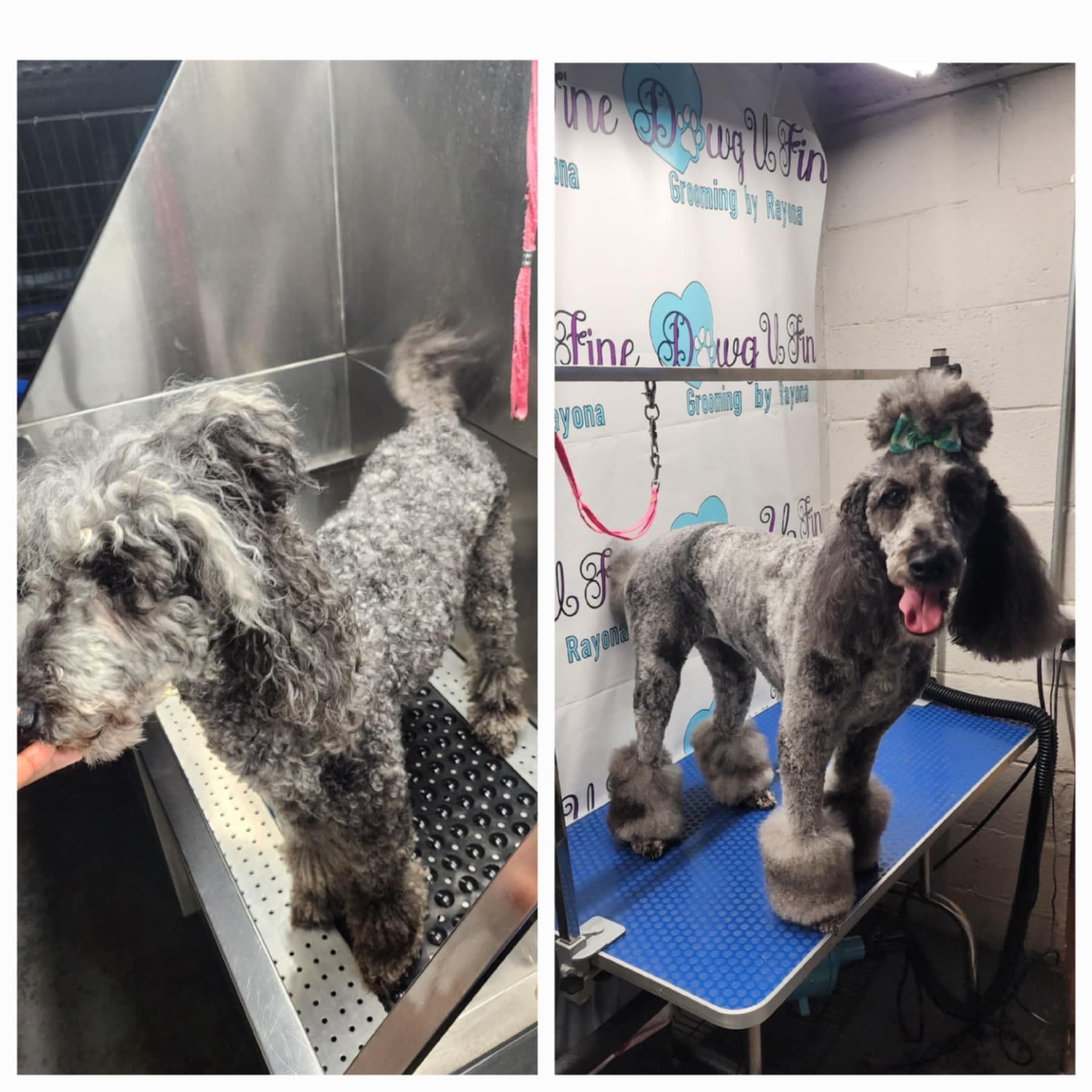 Dawg U Fine Grooming - Pet groomer in Detroit, MI