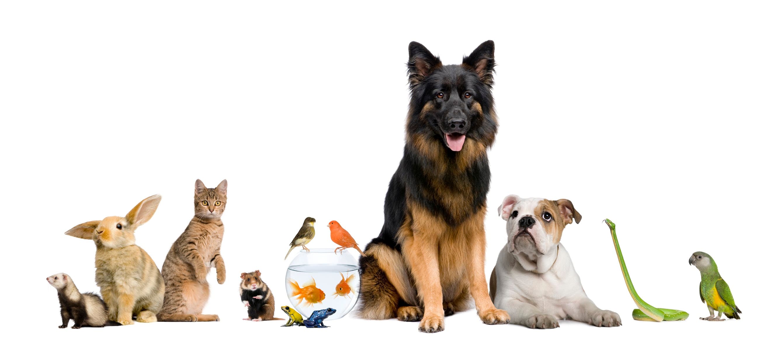 Incredible Pets of Greenhaven - Pet groomer in Sacramento, CA