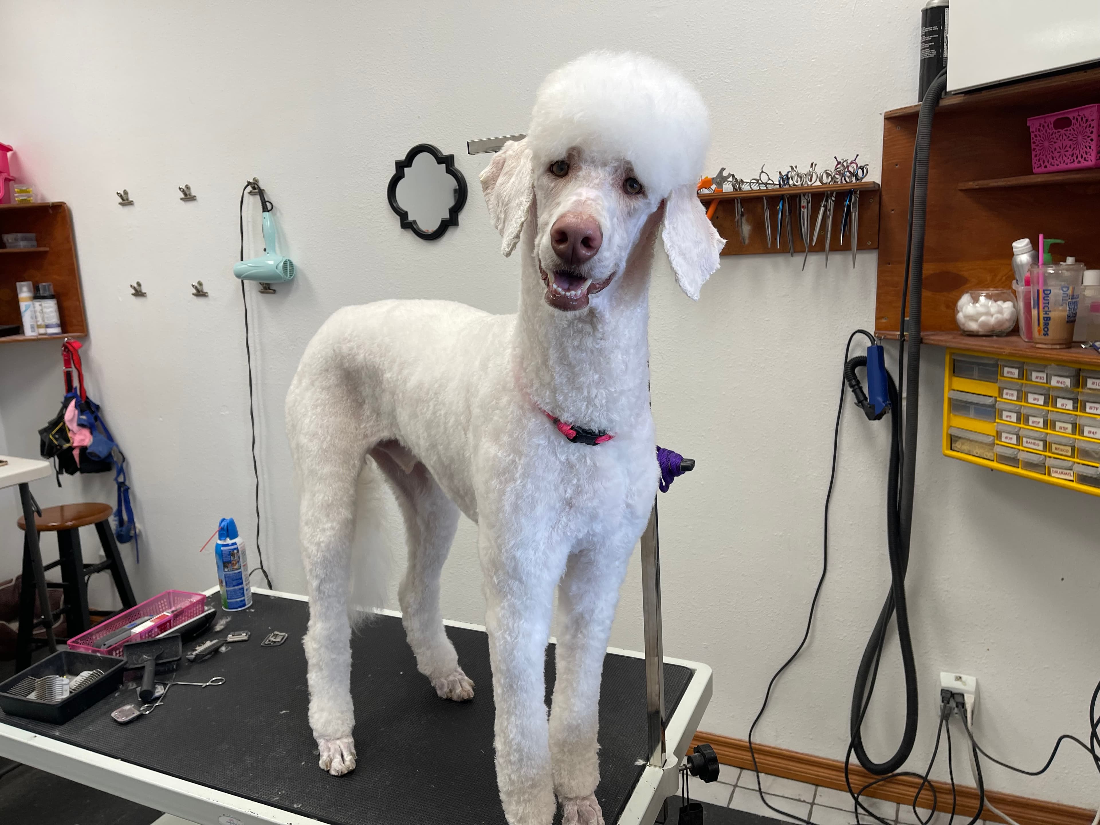 Butlers Pet Grooming - Pet groomer in Beaverton, OR