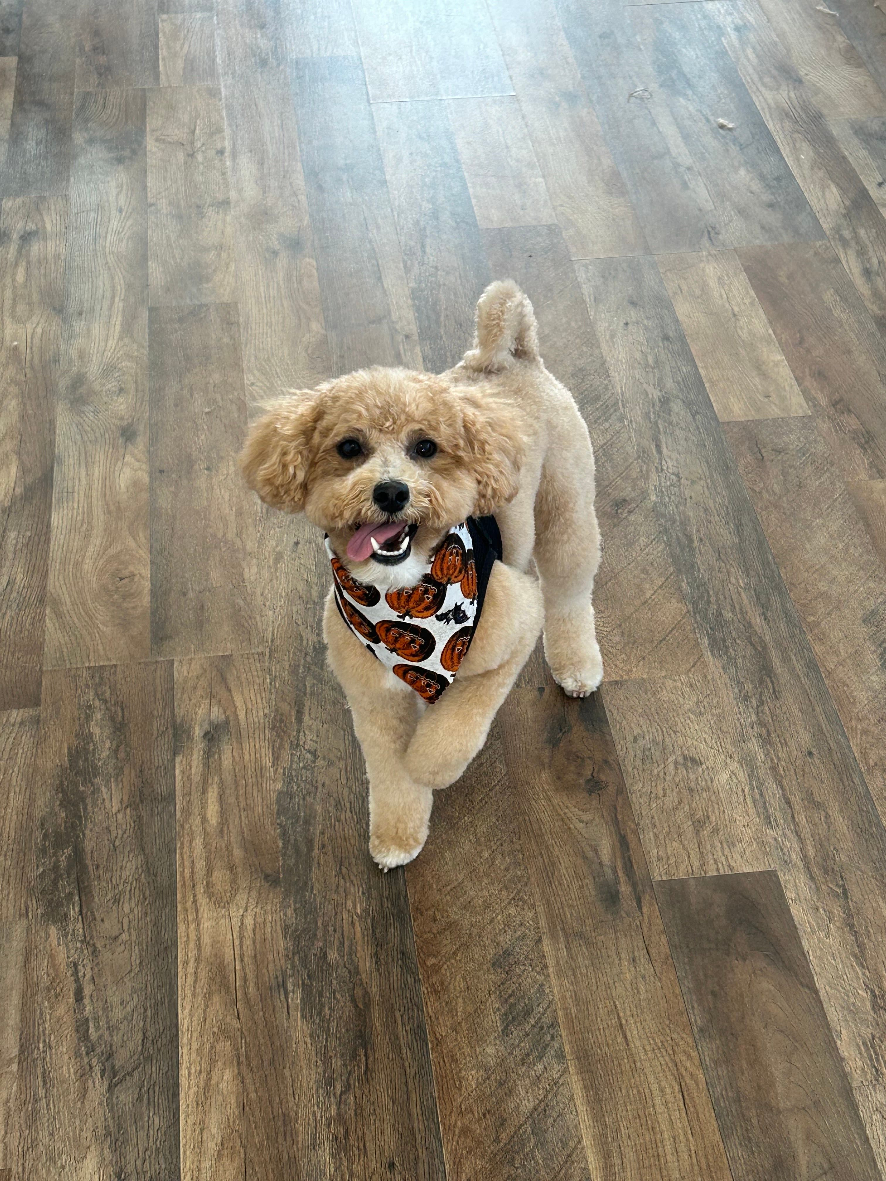 Groovy Grooms Pet Spa - Pet groomer in Austin, TX
