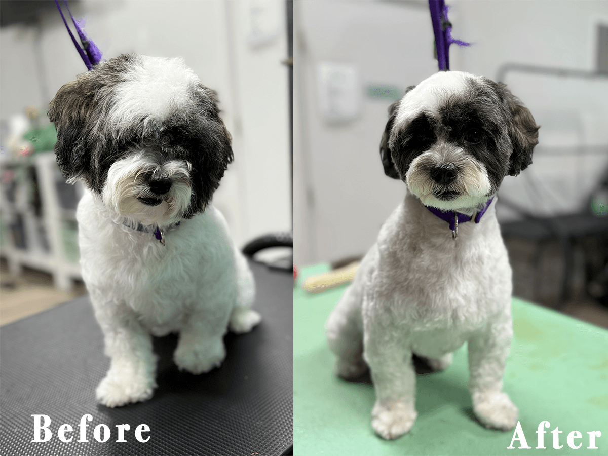 The Original Auggies Pet Spa - Pet groomer in Fort Lauderdale, FL
