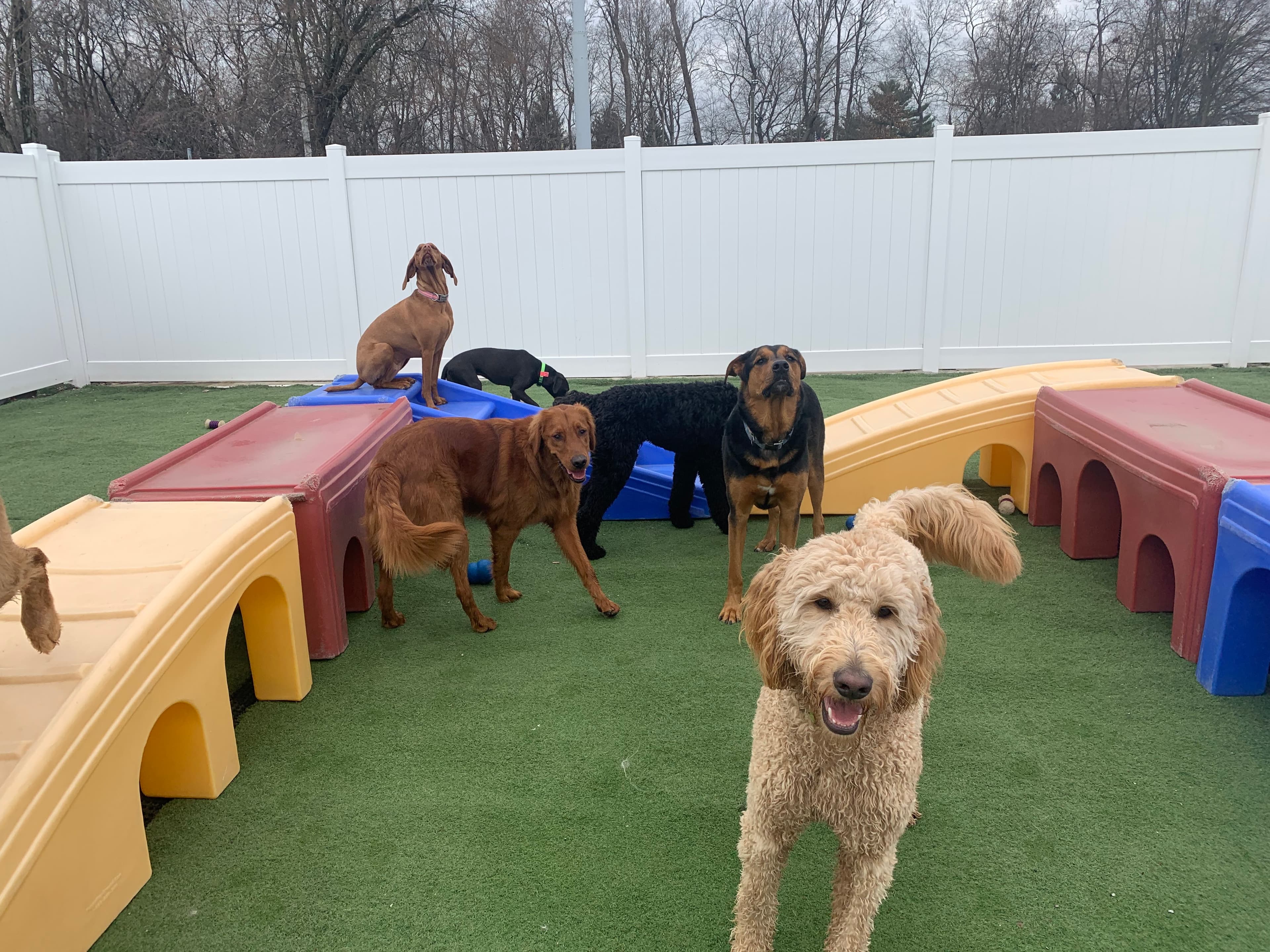 Lucky Dog Retreat - Montgomery - Pet groomer in Montgomery, OH