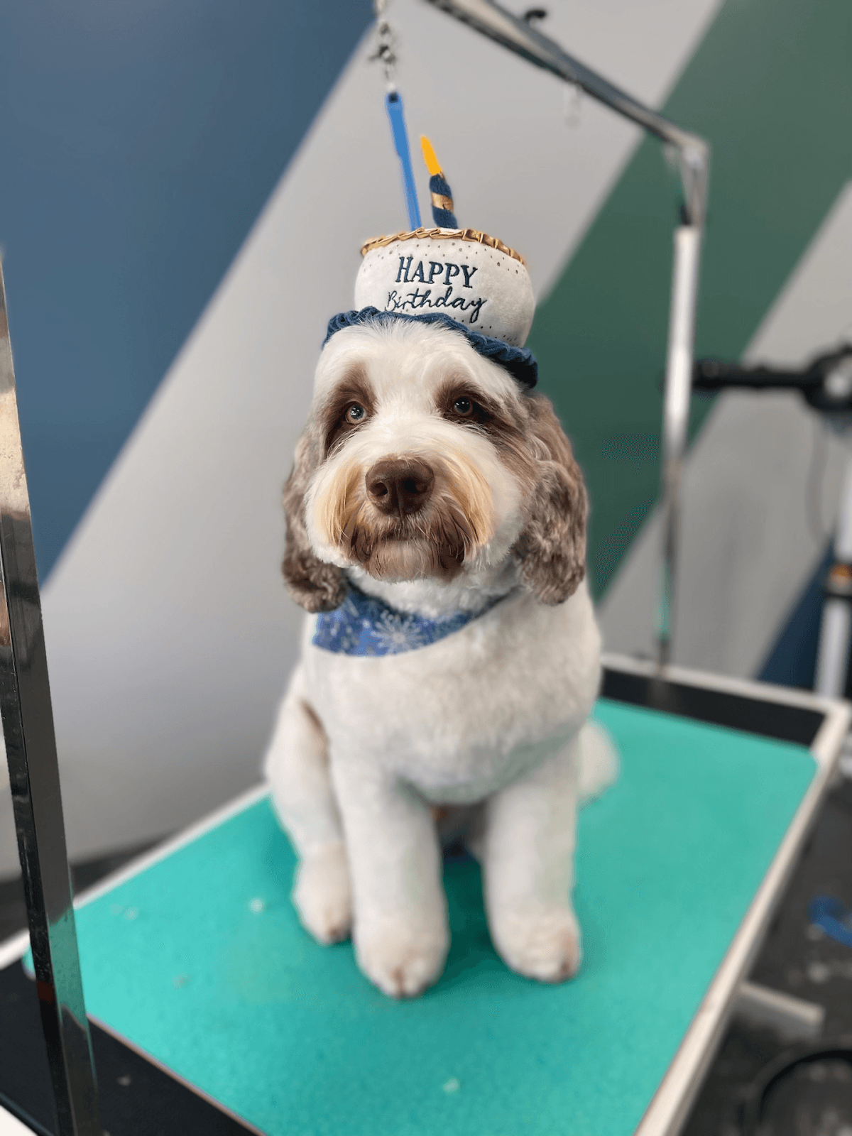 Good Boys Dog Grooming - Pet groomer in Chicago, IL
