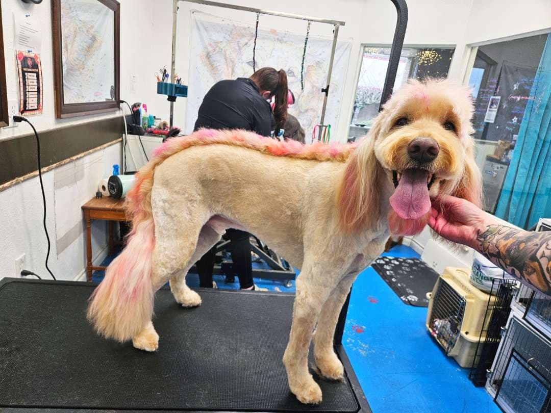 Silverdale Grooming Company - Pet groomer in Silverdale, WA