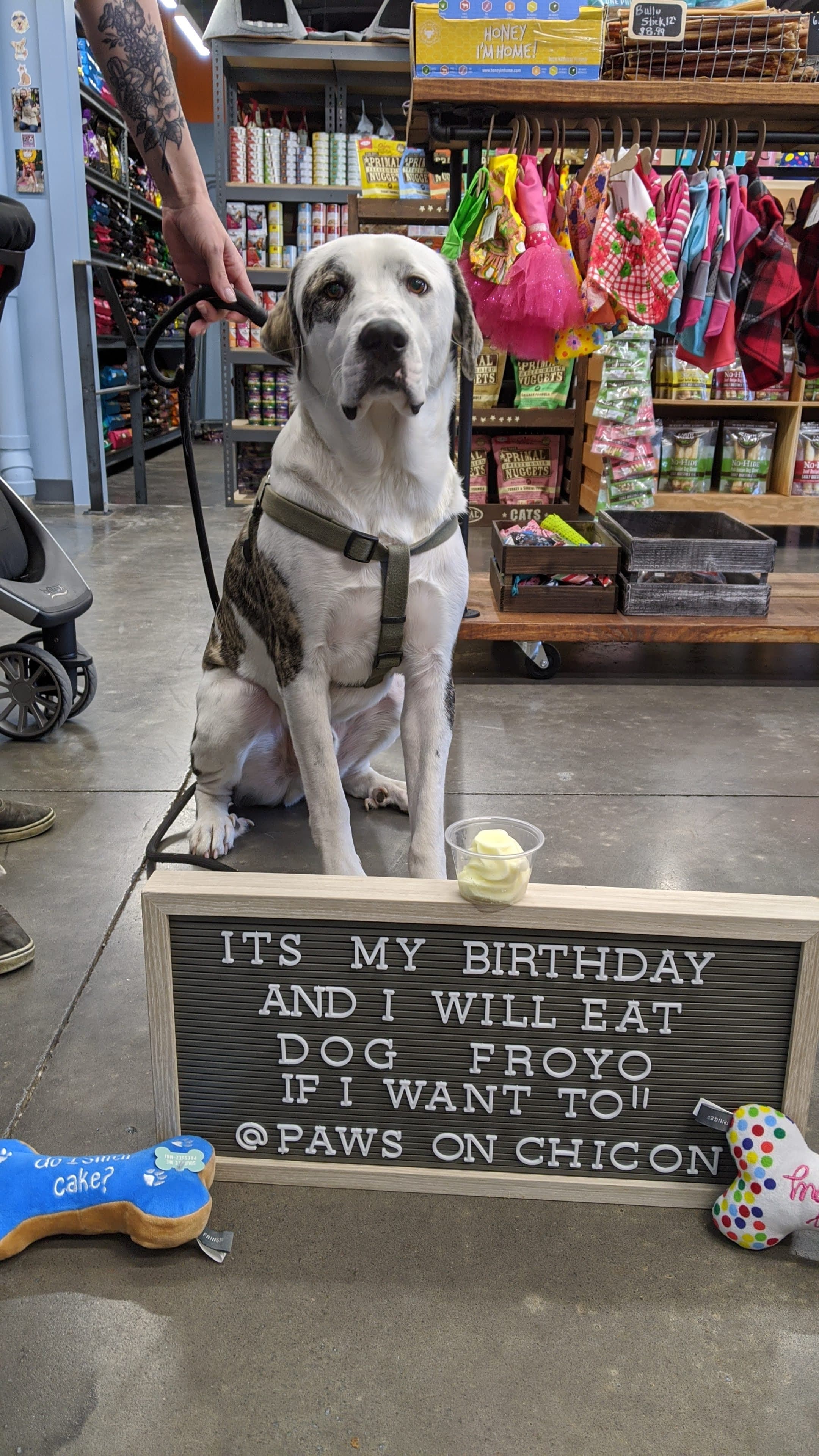 Paws on Chicon - Pet groomer in Austin, TX