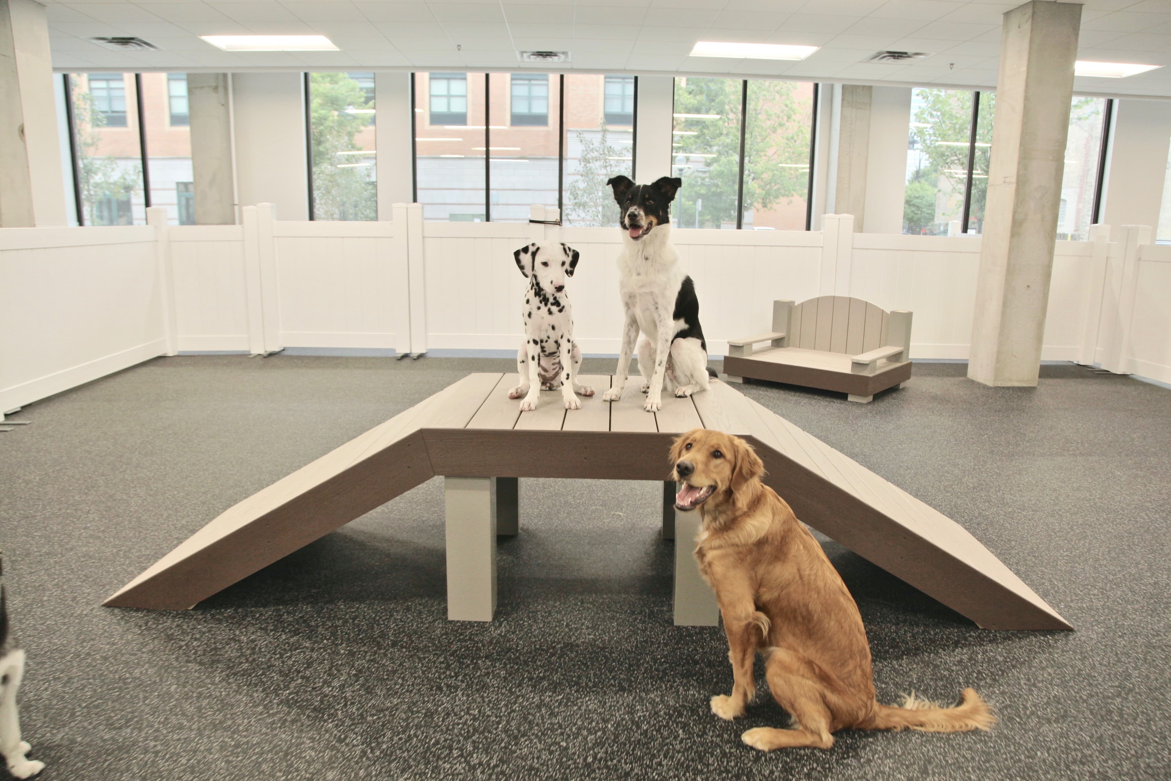 City Paws Pet Club - Dog Daycare, Boarding, Training & Grooming - Pet groomer in Minneapolis, MN