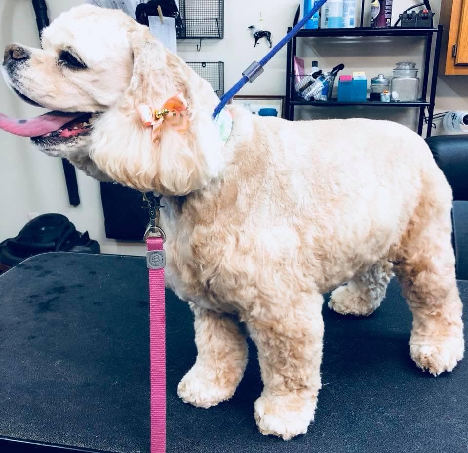 Shores Grooming - Pet groomer in St Clair Shores, MI