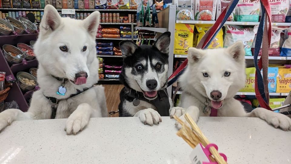 All The Best Pet Care - West Seattle - Pet groomer in Seattle, WA