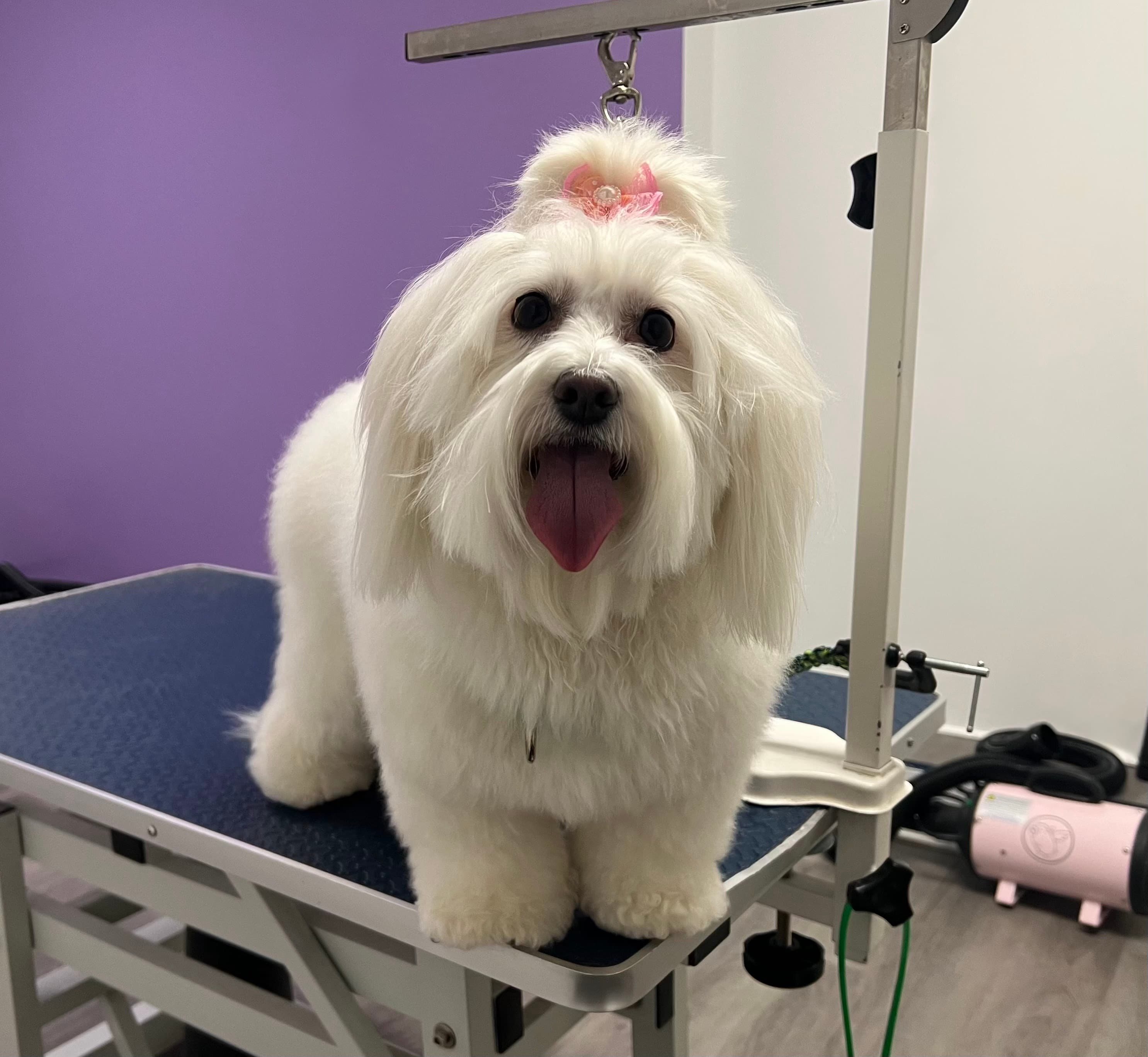 Keeta’s Pet Salon - Pet groomer in Pittsburgh, PA