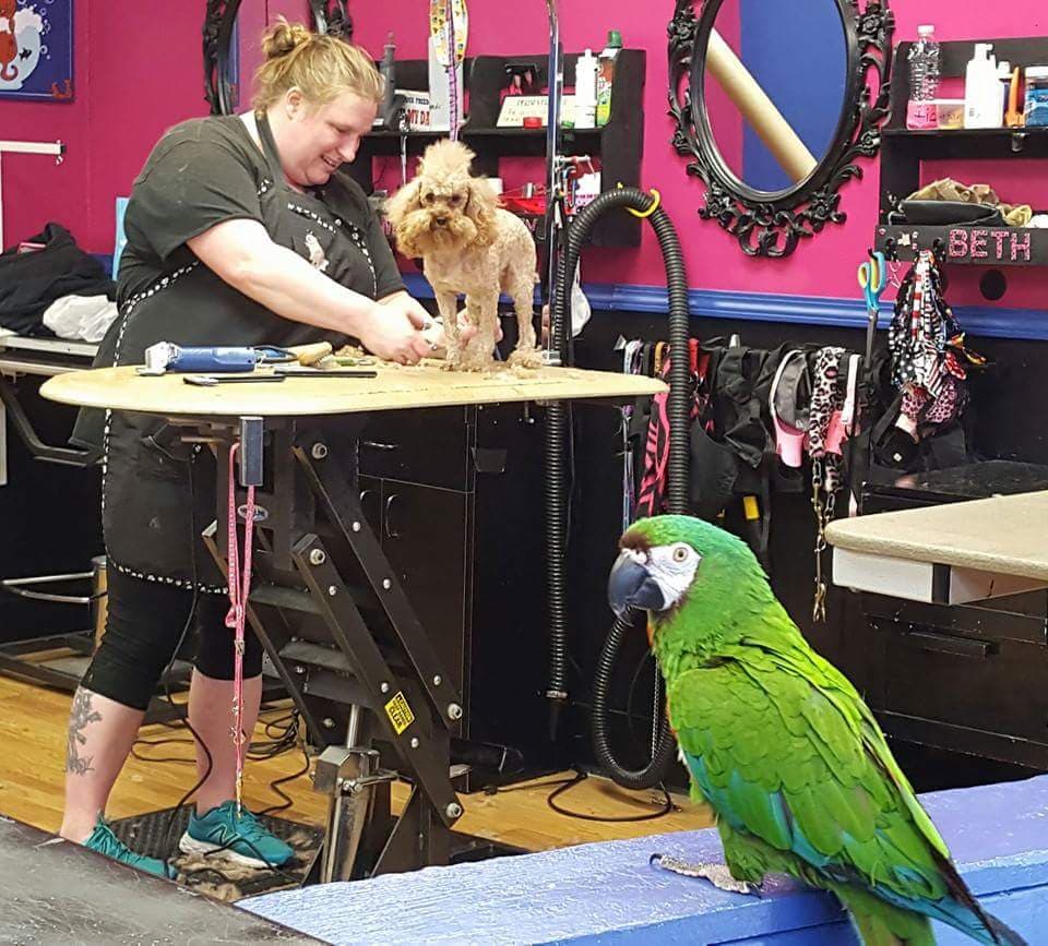 K-9 & Kitty Kutters MPLS - Pet groomer in Minneapolis, MN