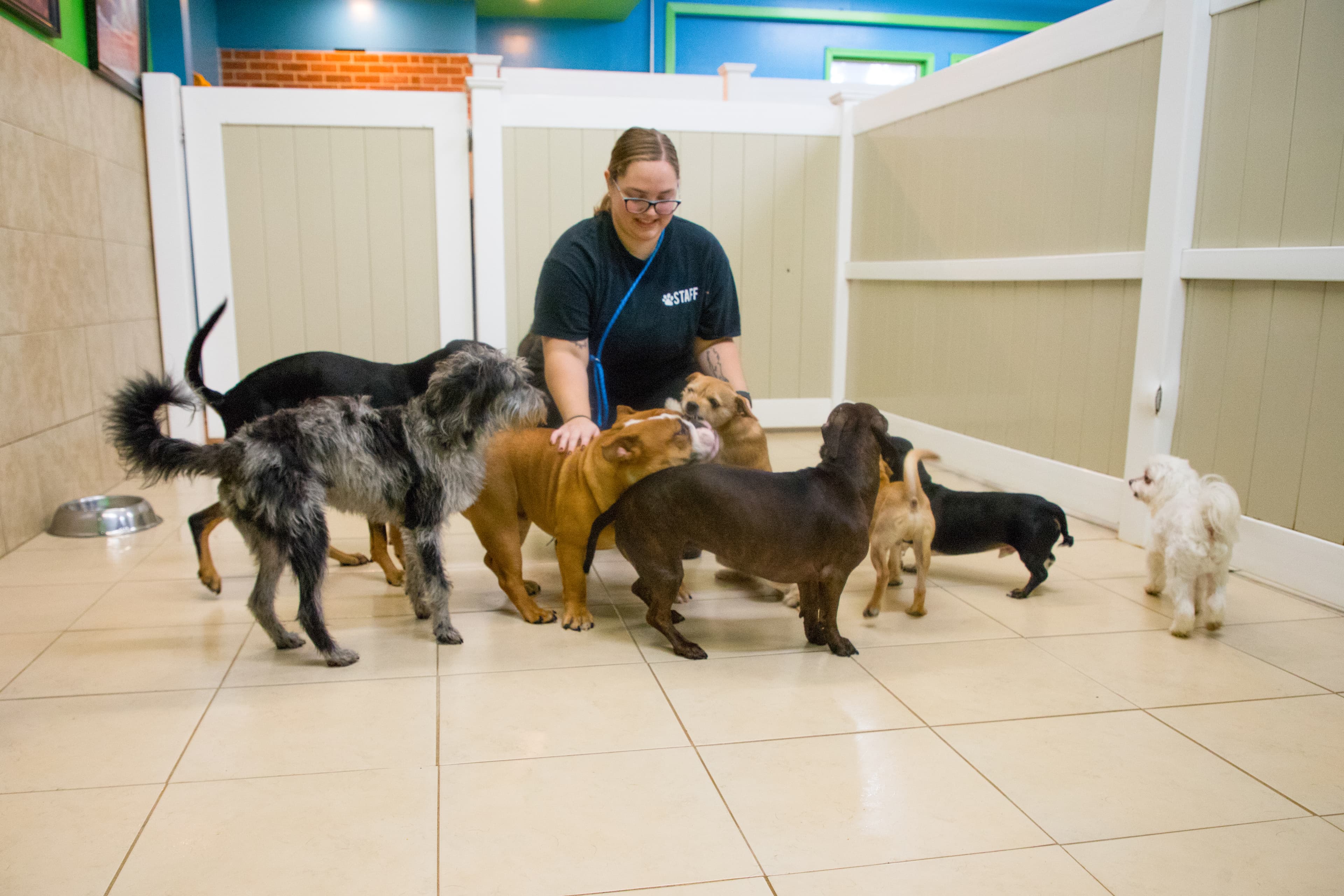 Hounds Town - Pittsburgh Brentwood - Pet groomer in Pittsburgh, PA