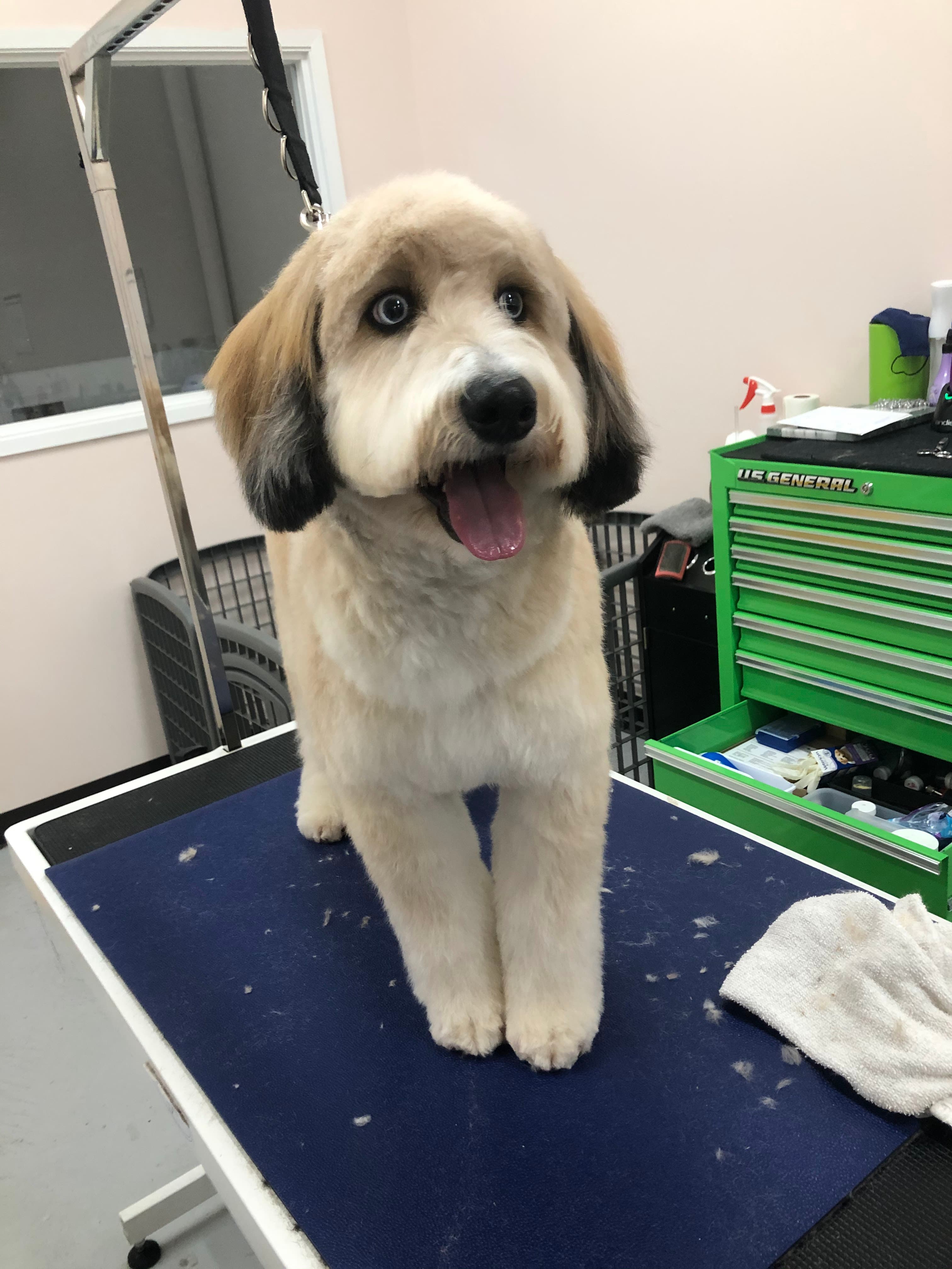 Pobillion - Pet groomer in Bellevue, WA