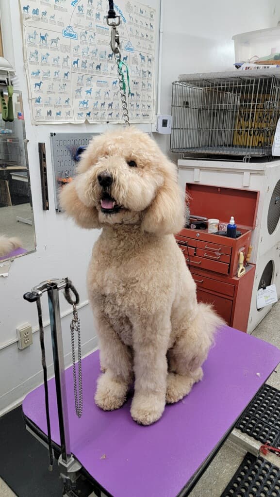 Pour La Pooch - Pet groomer in Los Angeles, CA