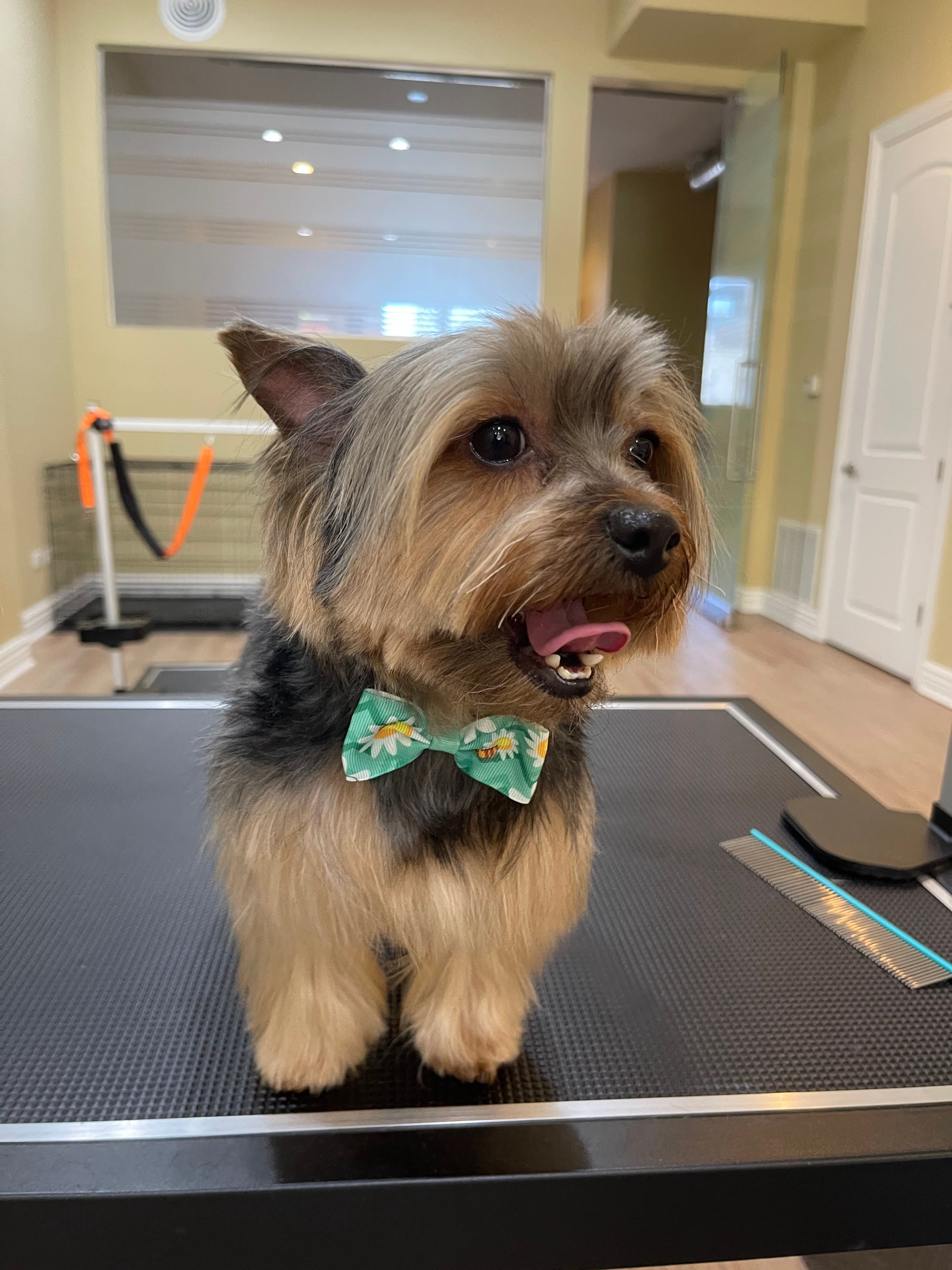 PETSPETS - Pet groomer in Chicago, IL