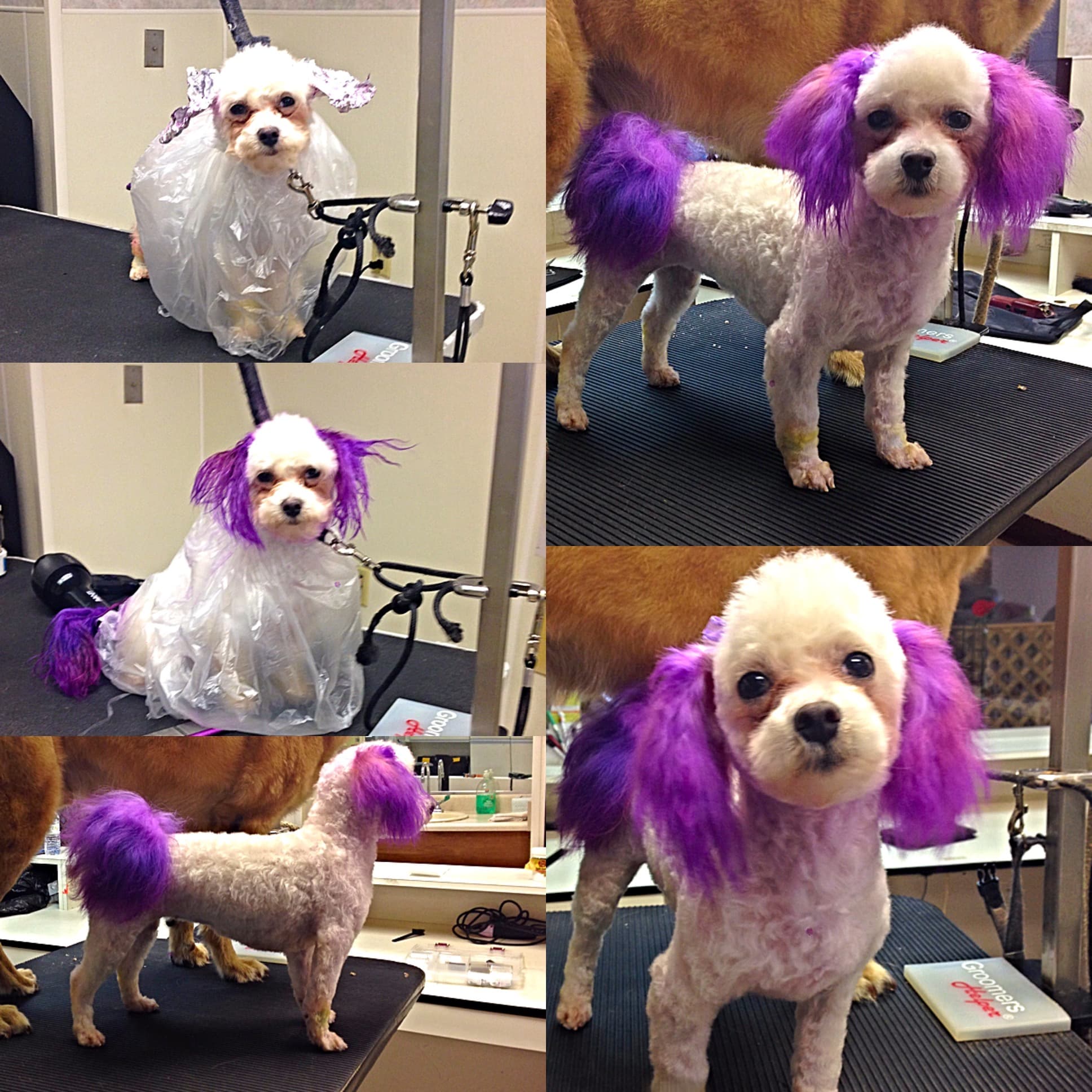 The Clean Dog - Pet groomer in Atlanta, GA