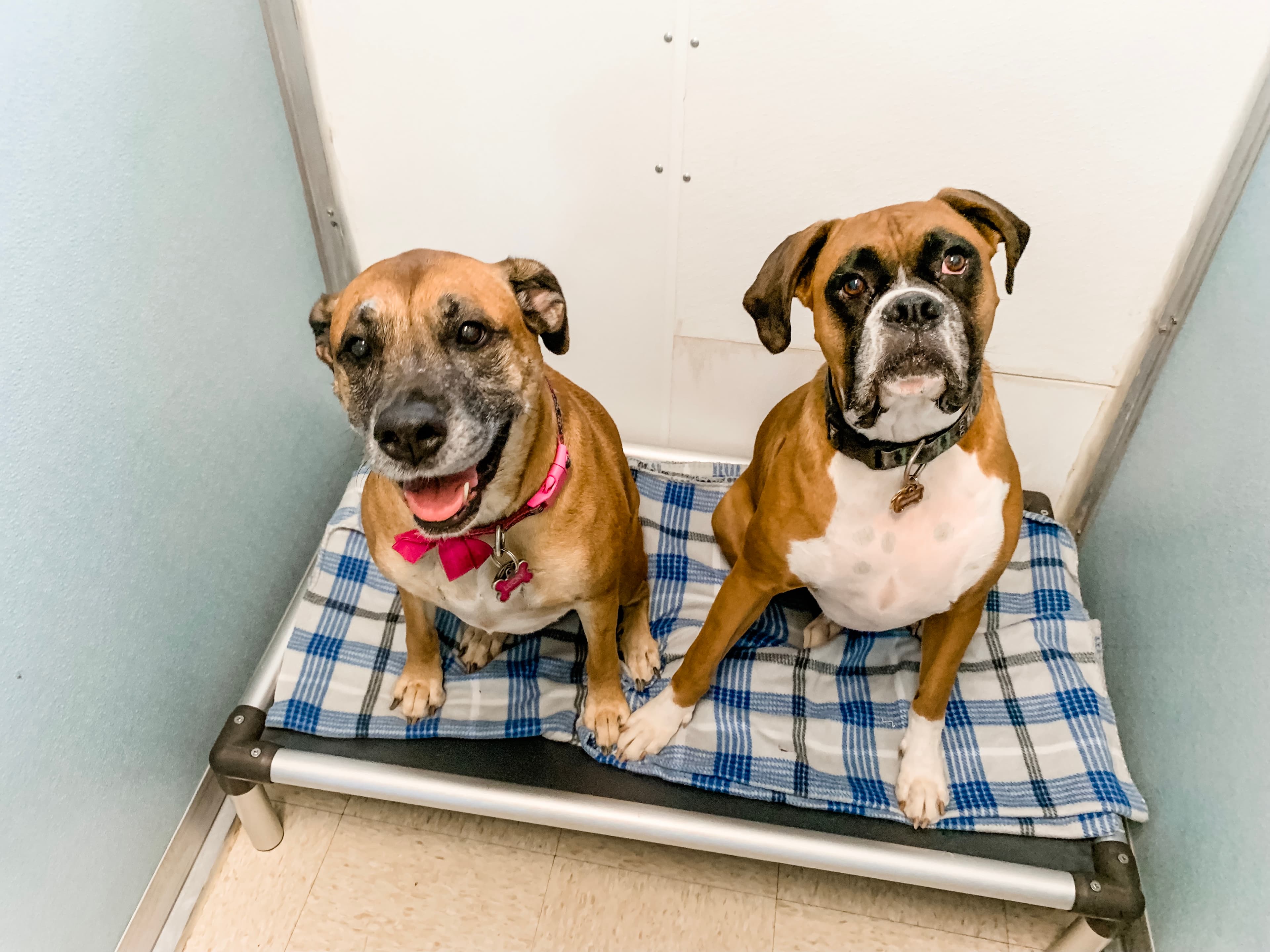 Pups & Pals Pet Lounge - Oak Hill - Pet groomer in Austin, TX