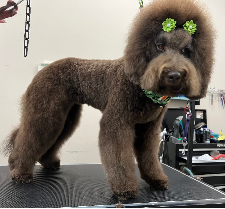 Lilah Belle Pet Spa, Boarding & Doggy Daycare - Pet groomer in Smyrna, TN