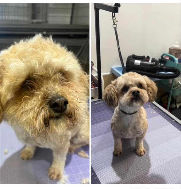 Shaggy D Grooming - Pet groomer in Aurora, CO