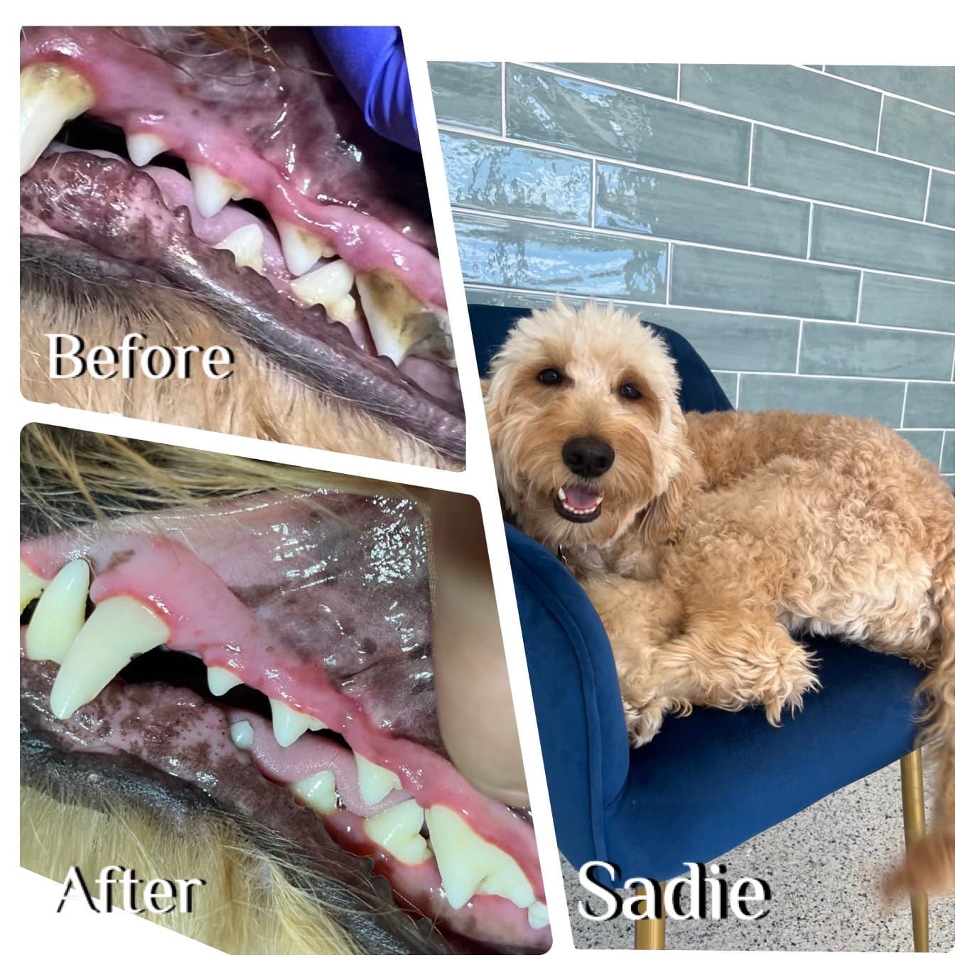 V.I.C. Pet Dental Spa - South Tampa - Pet groomer in Tampa, FL