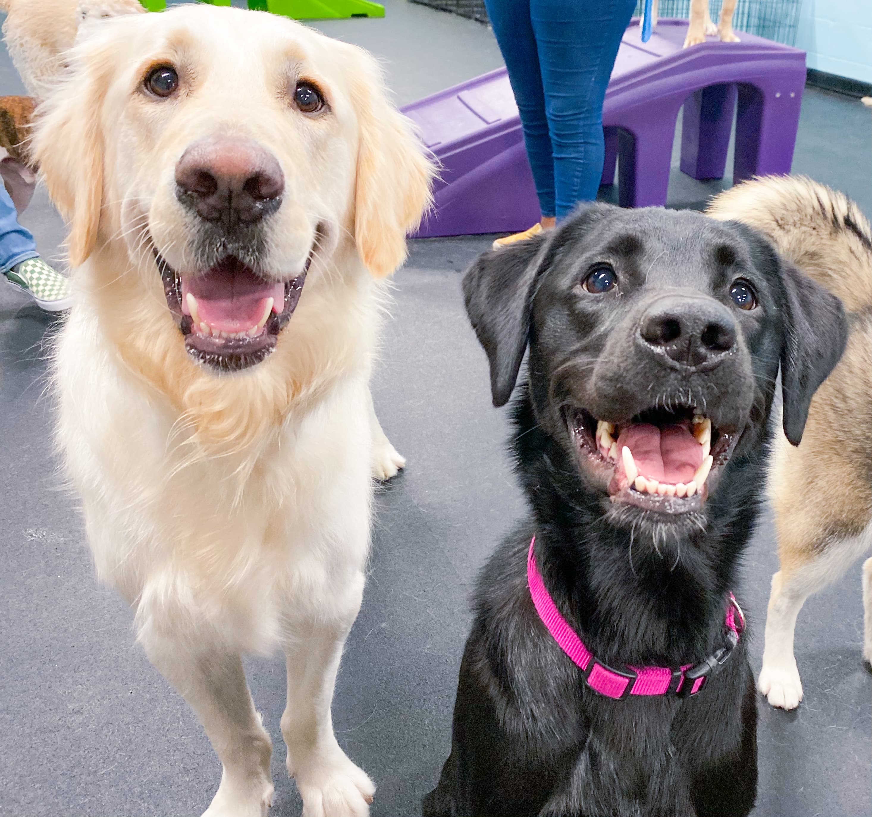 Dogtopia of West Midtown Atlanta - Pet groomer in Atlanta, GA