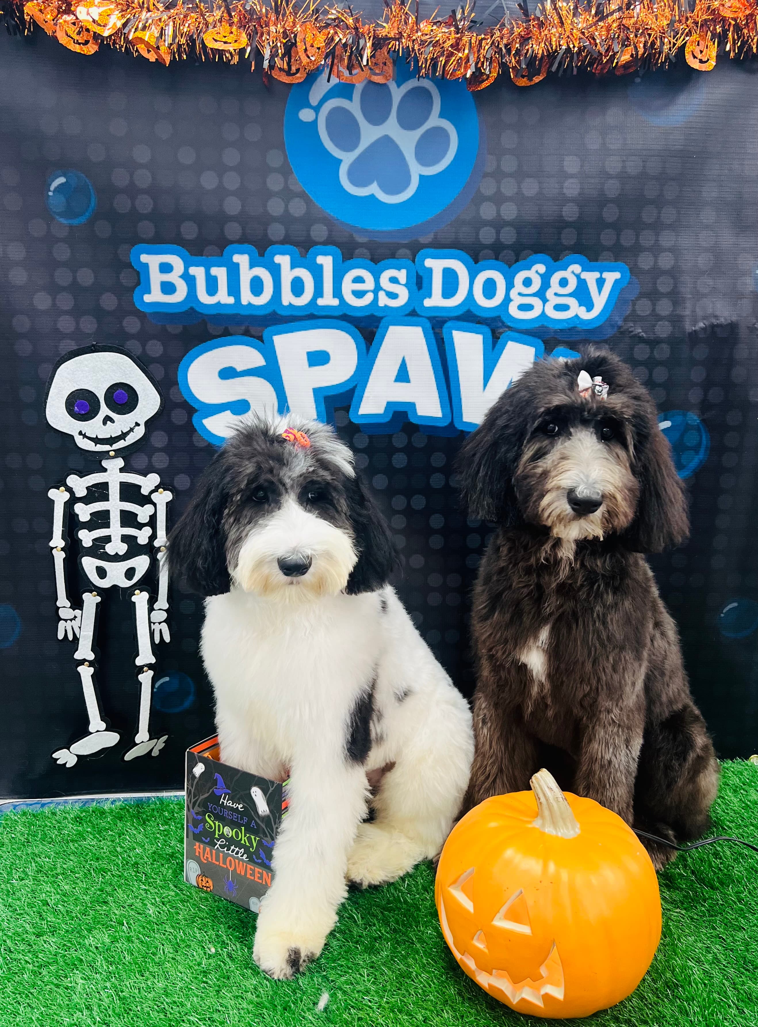 Bubbles Doggy Spaw - Pet groomer in Katy, TX
