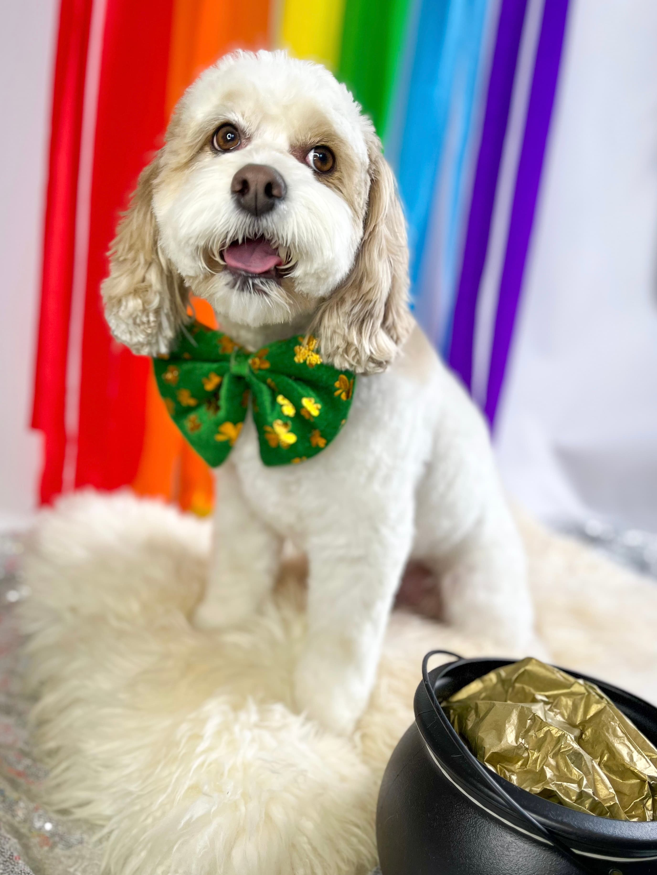 Creature Comforts Grooming - Pet groomer in Columbus, OH