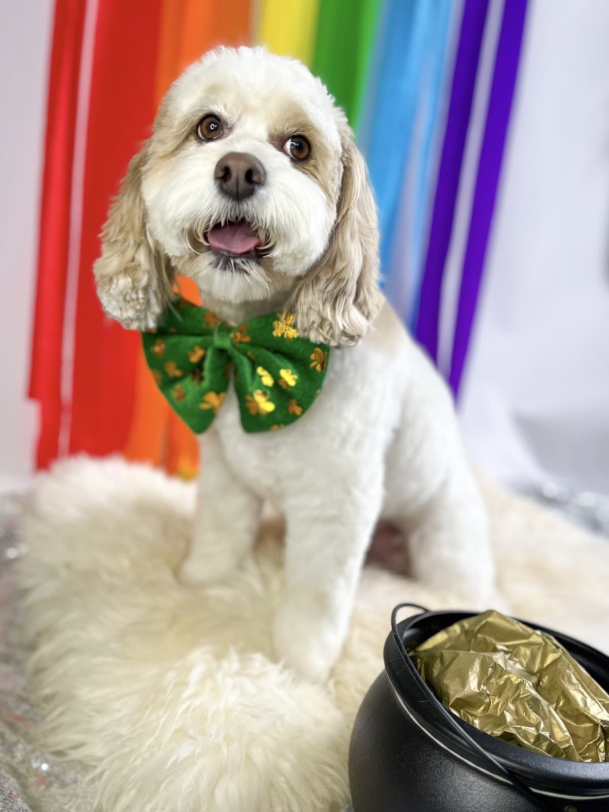 Creature Comforts Grooming - Pet groomer in Columbus, OH
