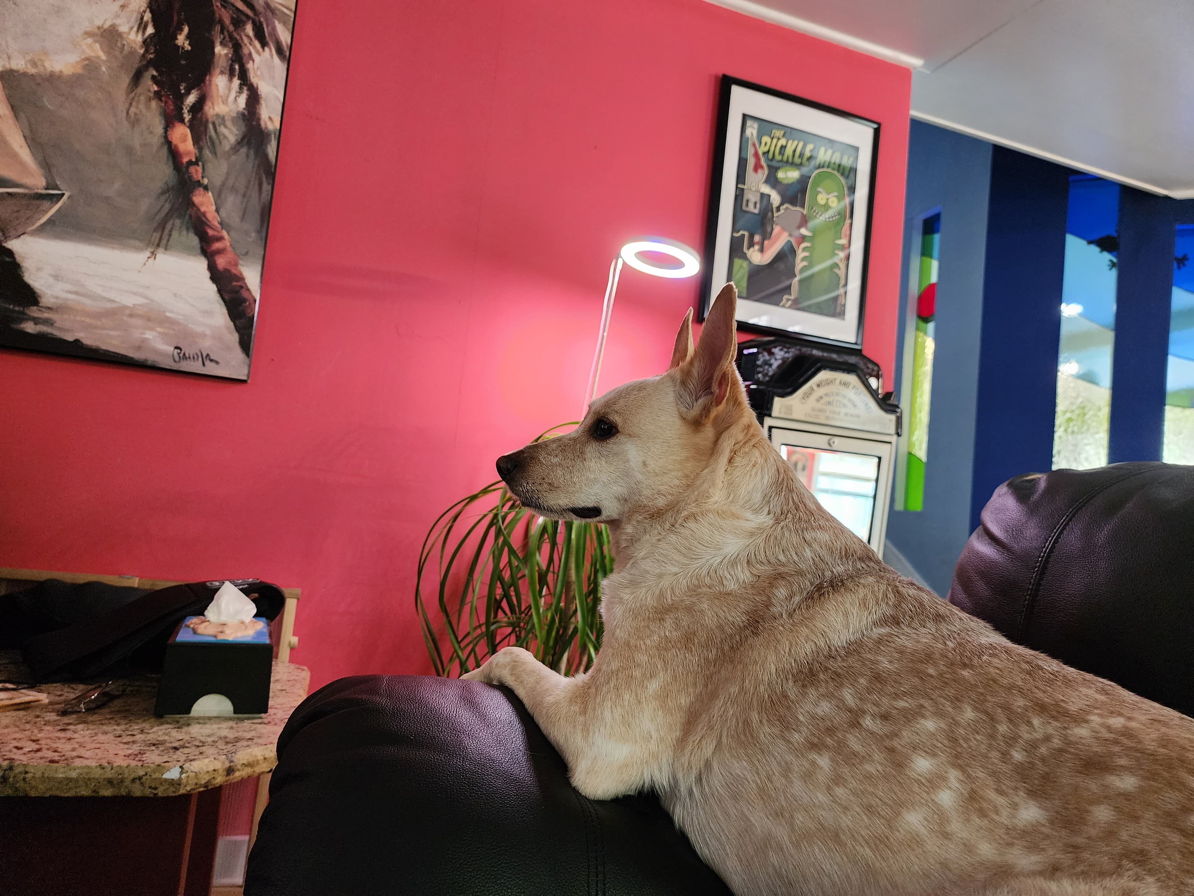 BobaPett, Gainesville, Florida Pet Sitting - Pet groomer in Gainesville, FL