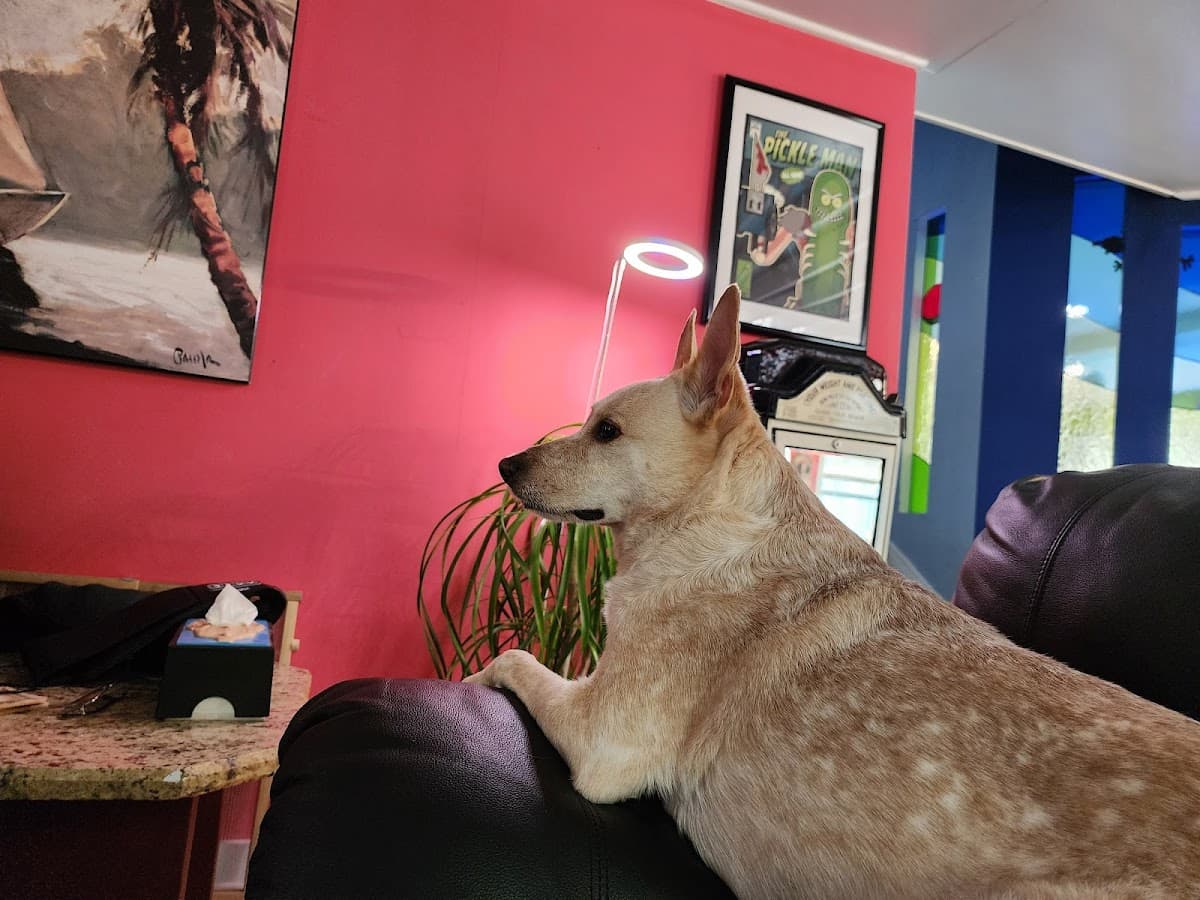 BobaPett, Gainesville, Florida Pet Sitting - Pet groomer in Gainesville, FL