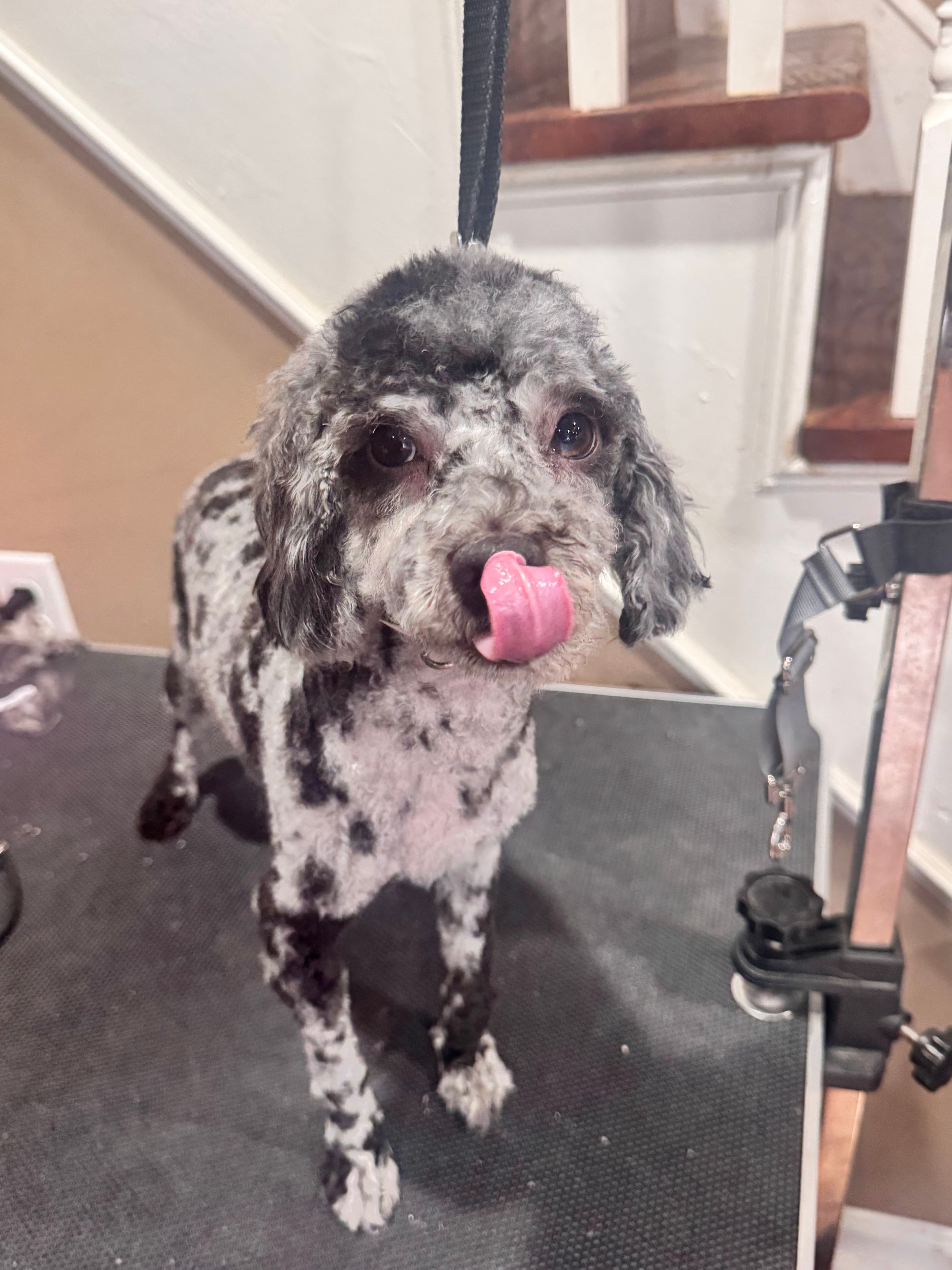 Gordon Groom and Pet Care Service - Pet groomer in Philadelphia, PA