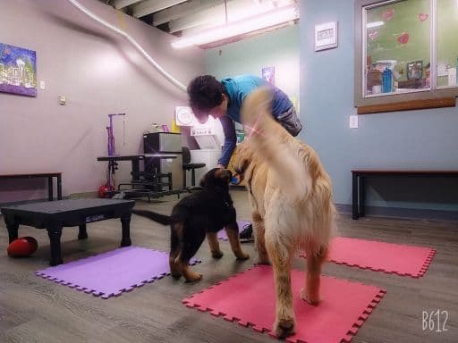 Great Dog Daycare & Training - Pet groomer in Seattle, WA