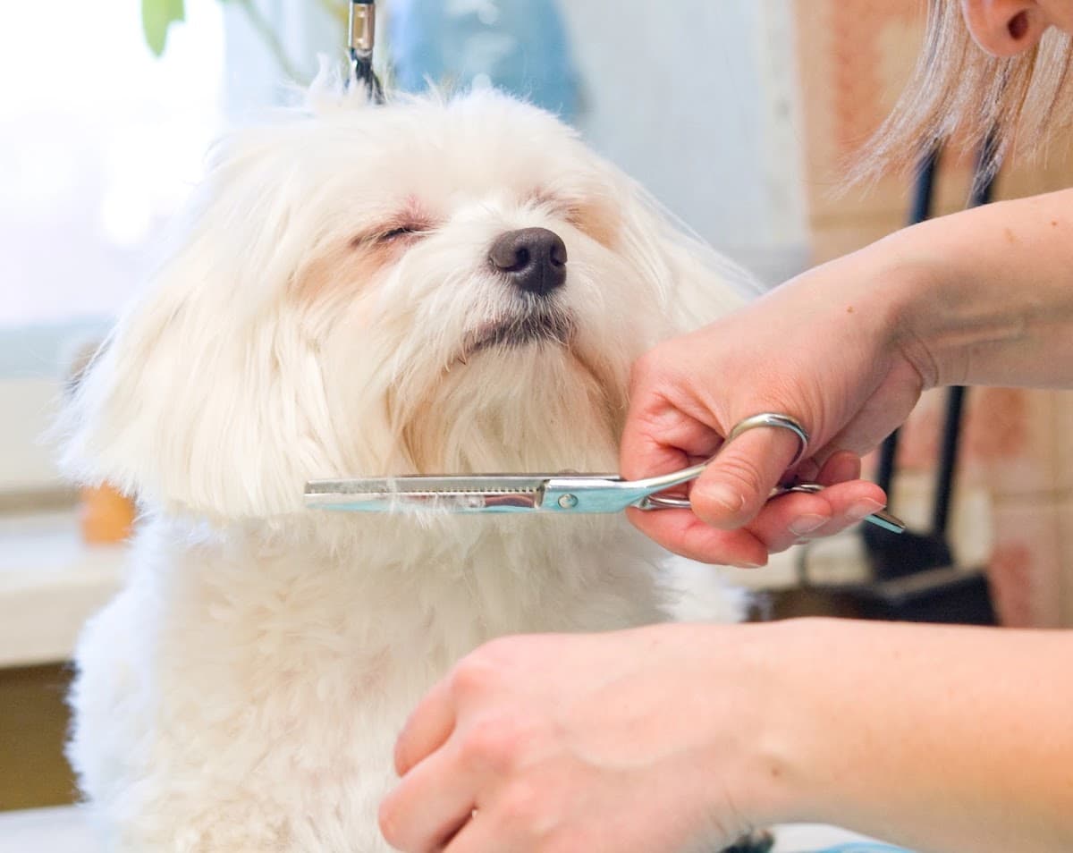 Doggy Daze - Tempe Dog Grooming - Pet groomer in Tempe, AZ